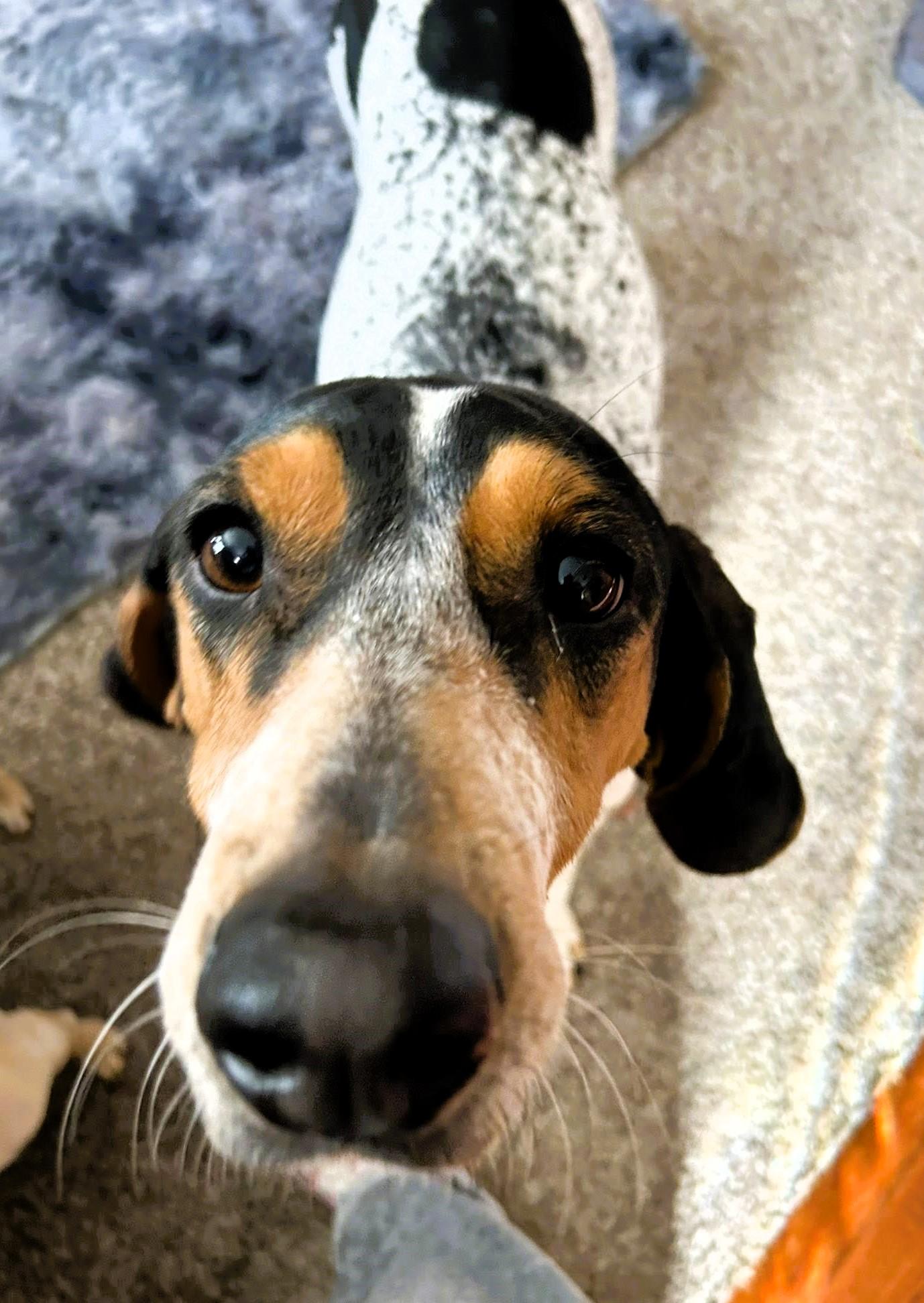 Enlarge Carina, a Adopted mixed breed in Westampton, NJ image 4/6