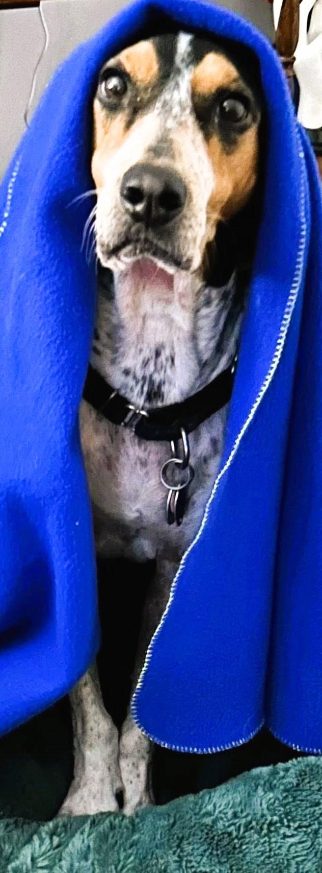 Enlarge Carina, a Adopted mixed breed in Westampton, NJ image 5/6