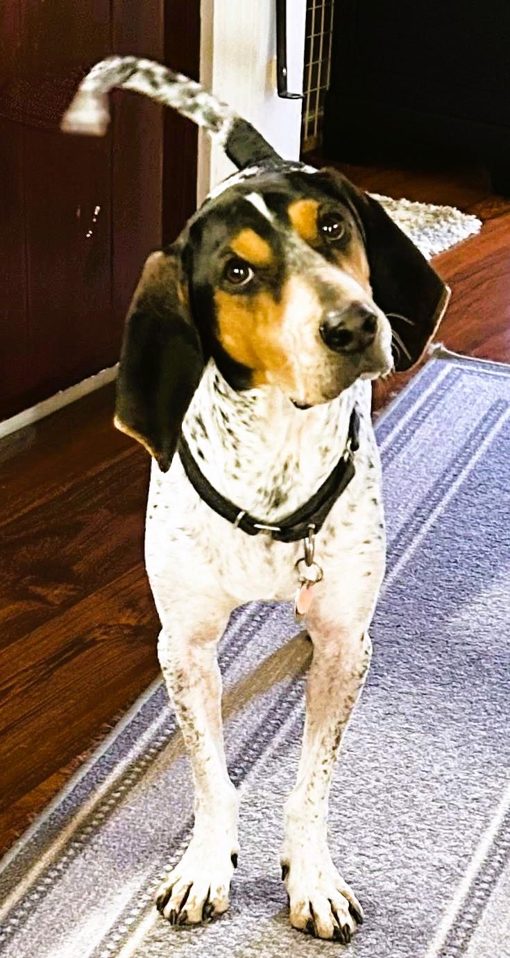 Enlarge Carina, a Adopted mixed breed in Westampton, NJ image 1/6