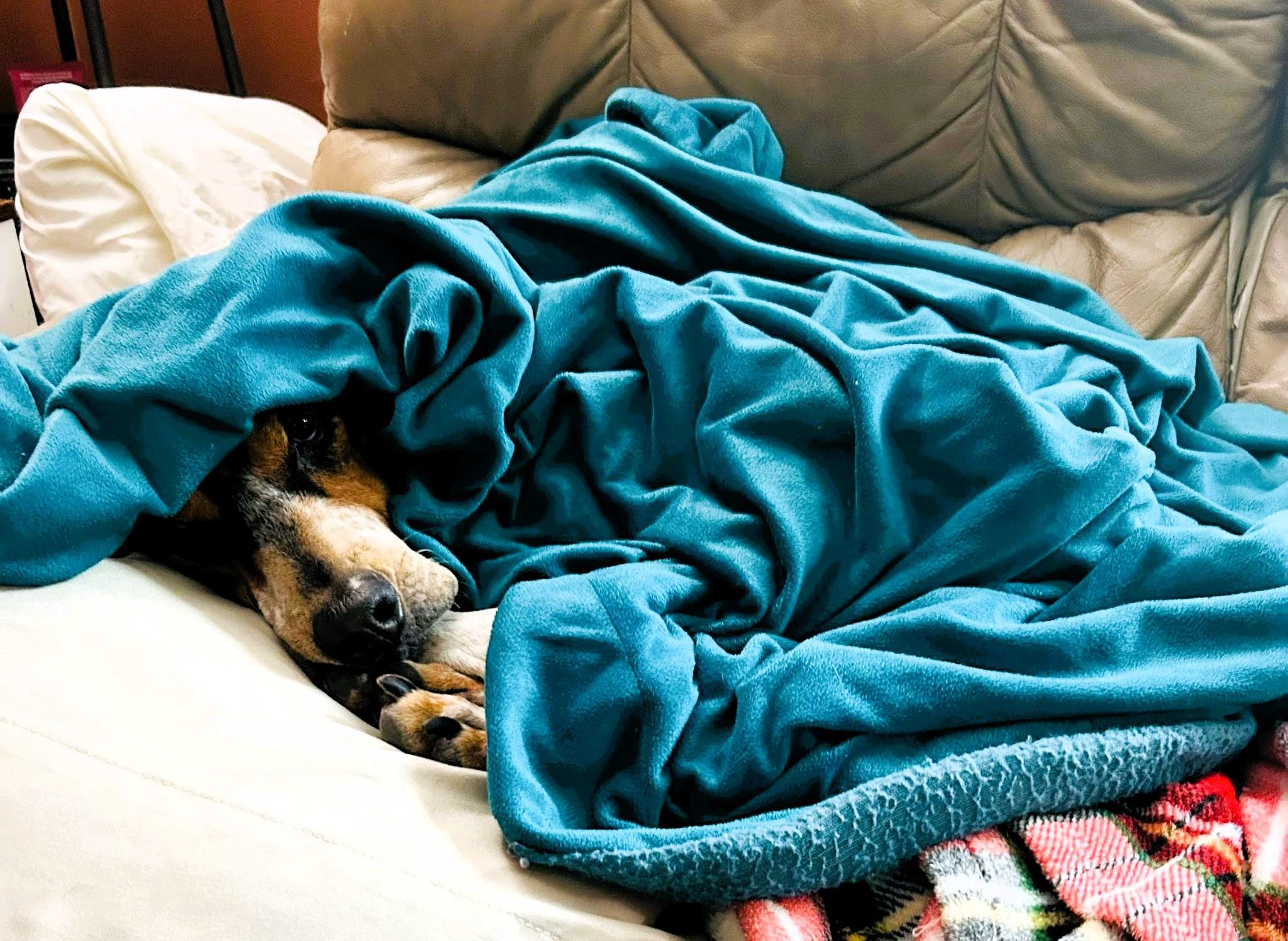 Enlarge Carina, a Adopted mixed breed in Westampton, NJ image 6/6