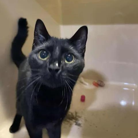 Enlarge Sugarsnap, a ADOPTABLE Domestic Short Hair in Winthrop, ME image 1/2