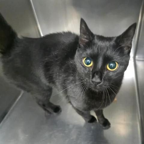 Enlarge Sugarsnap, a ADOPTABLE Domestic Short Hair in Winthrop, ME image 2/2