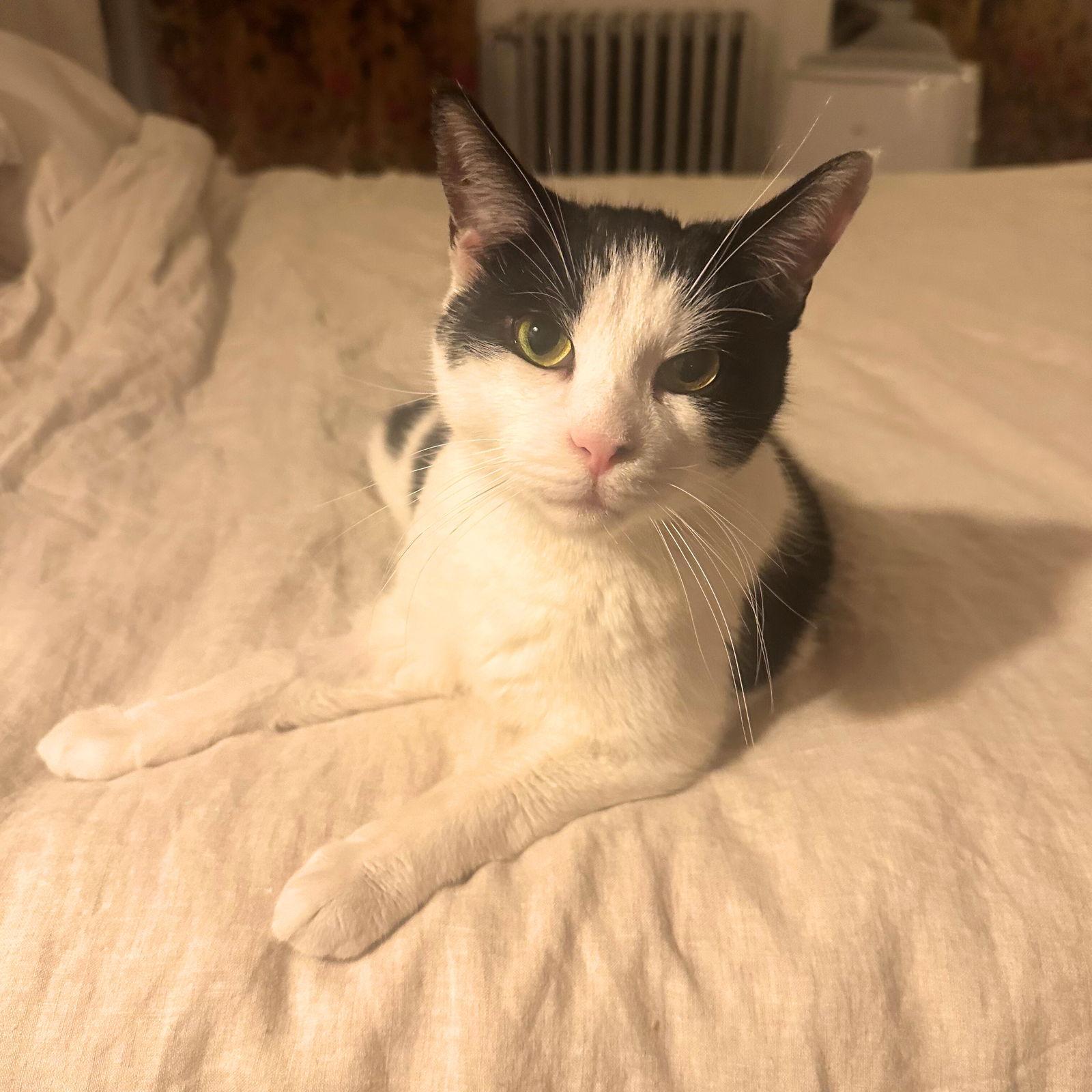 Enlarge Lil' Sir, a Adoptable Domestic Short Hair in Brooklyn, NY image 1/3