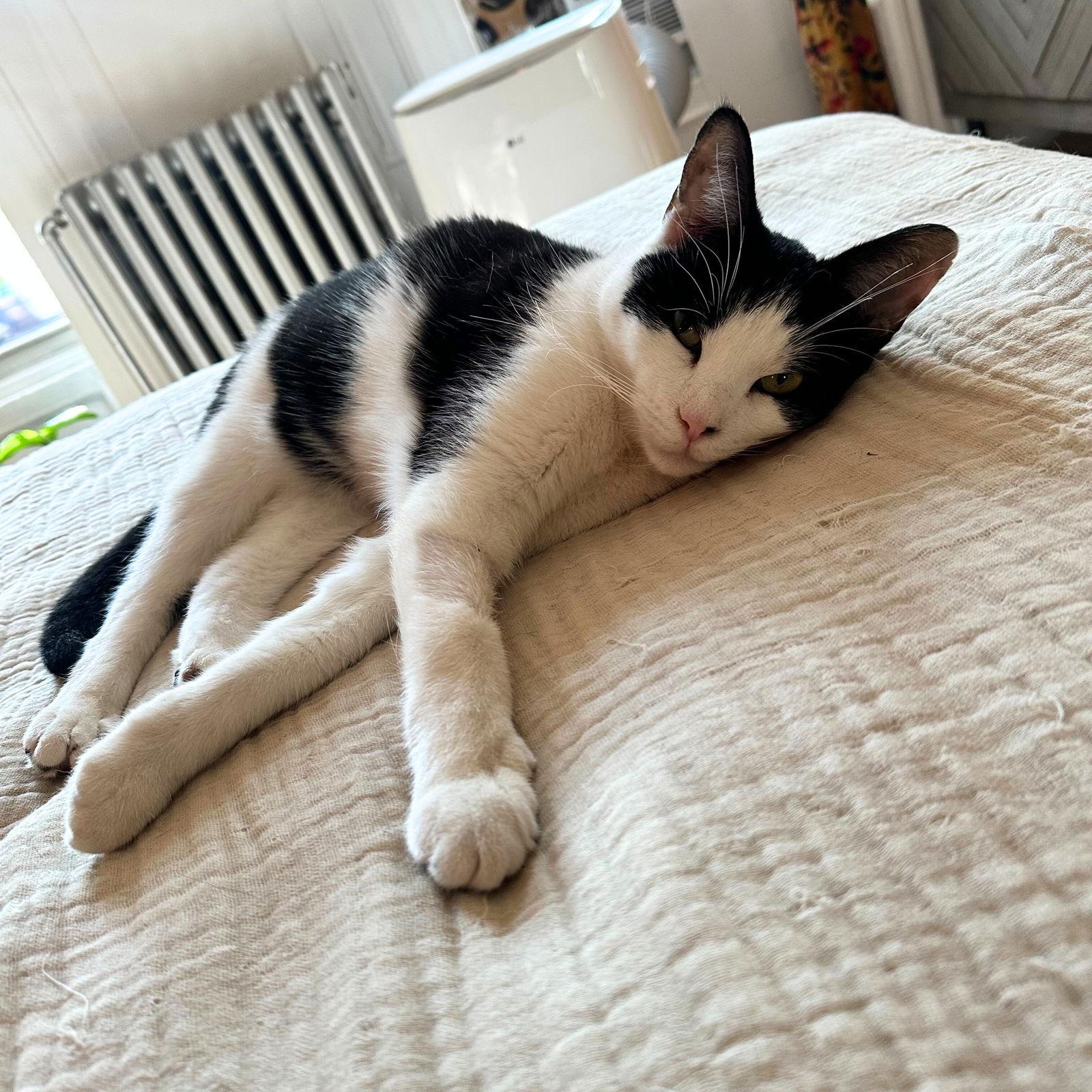 Enlarge Lil' Sir, a Adoptable Domestic Short Hair in Brooklyn, NY image 2/3