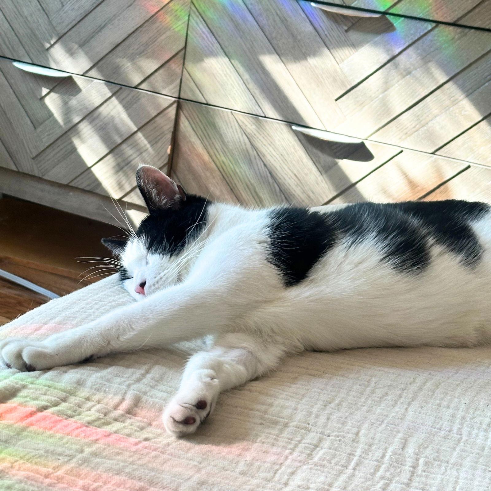 Enlarge Lil' Sir, a Adoptable Domestic Short Hair in Brooklyn, NY image 3/3