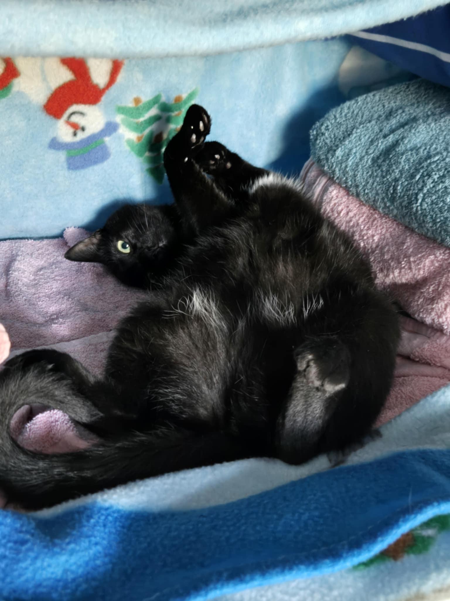 Natasha (Sha-Sha), Adoptable, Young Female Domestic Short Hair & Bombay.