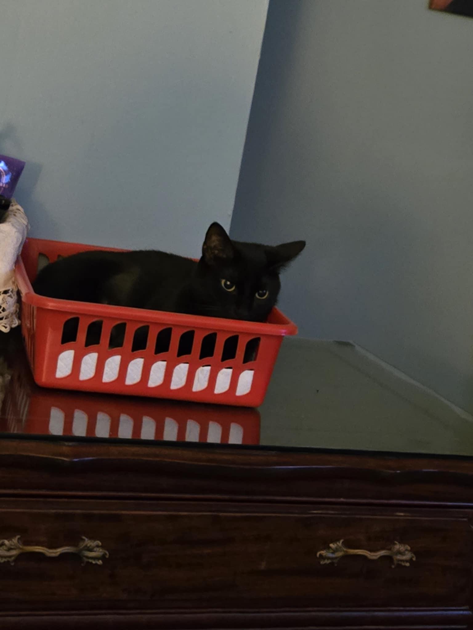 Enlarge Natasha (Sha-Sha), a Adoptable mixed breed in Kissimmee, FL image 2/6