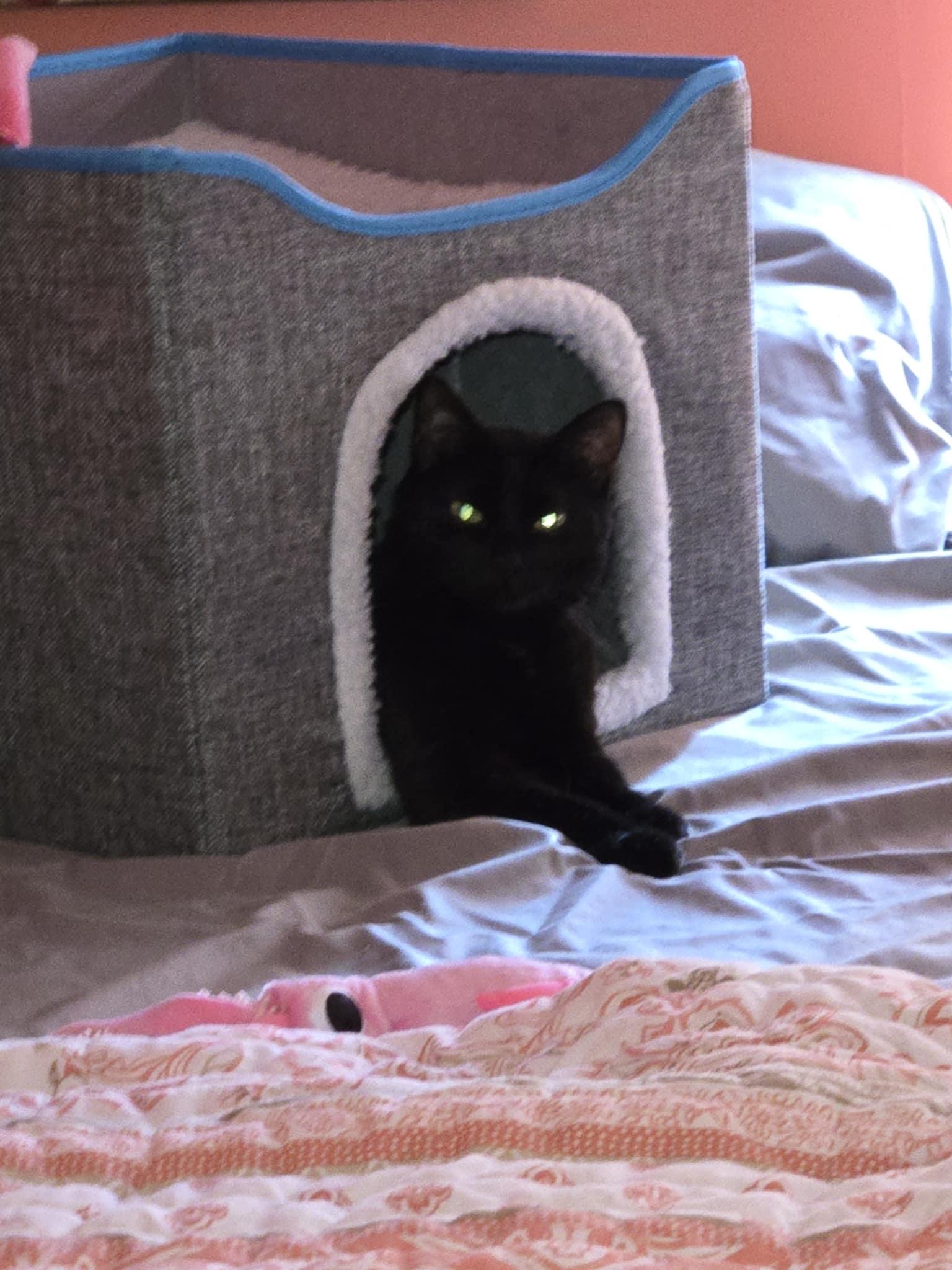 Enlarge Natasha (Sha-Sha), a Adoptable mixed breed in Kissimmee, FL image 5/6