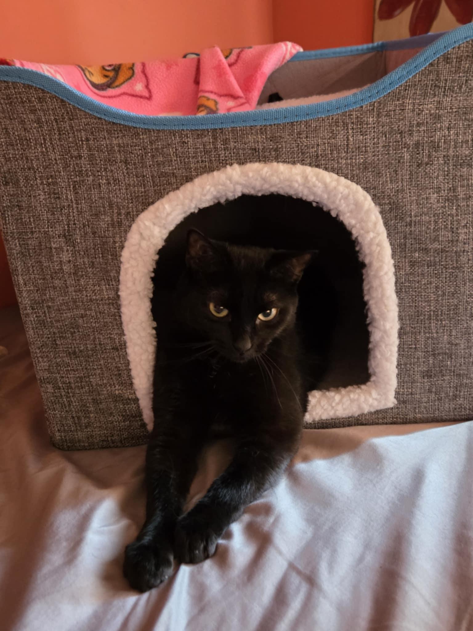 Enlarge Natasha (Sha-Sha), a Adoptable mixed breed in Kissimmee, FL image 6/6