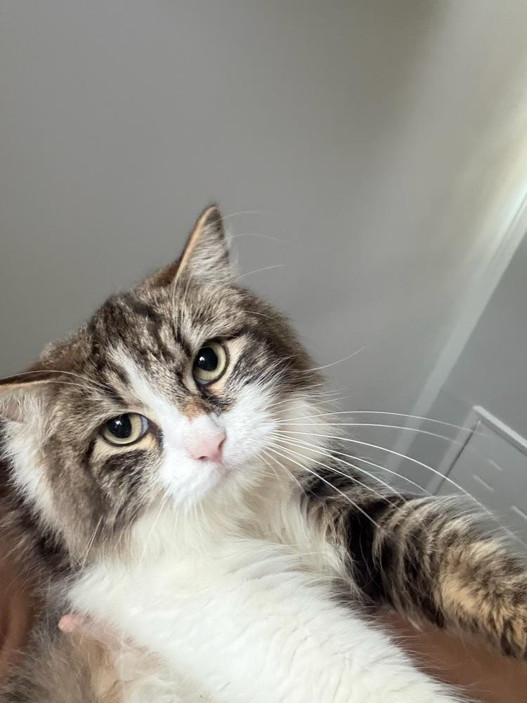 Balenciaga, Adoptable, Adult Female Domestic Long Hair.