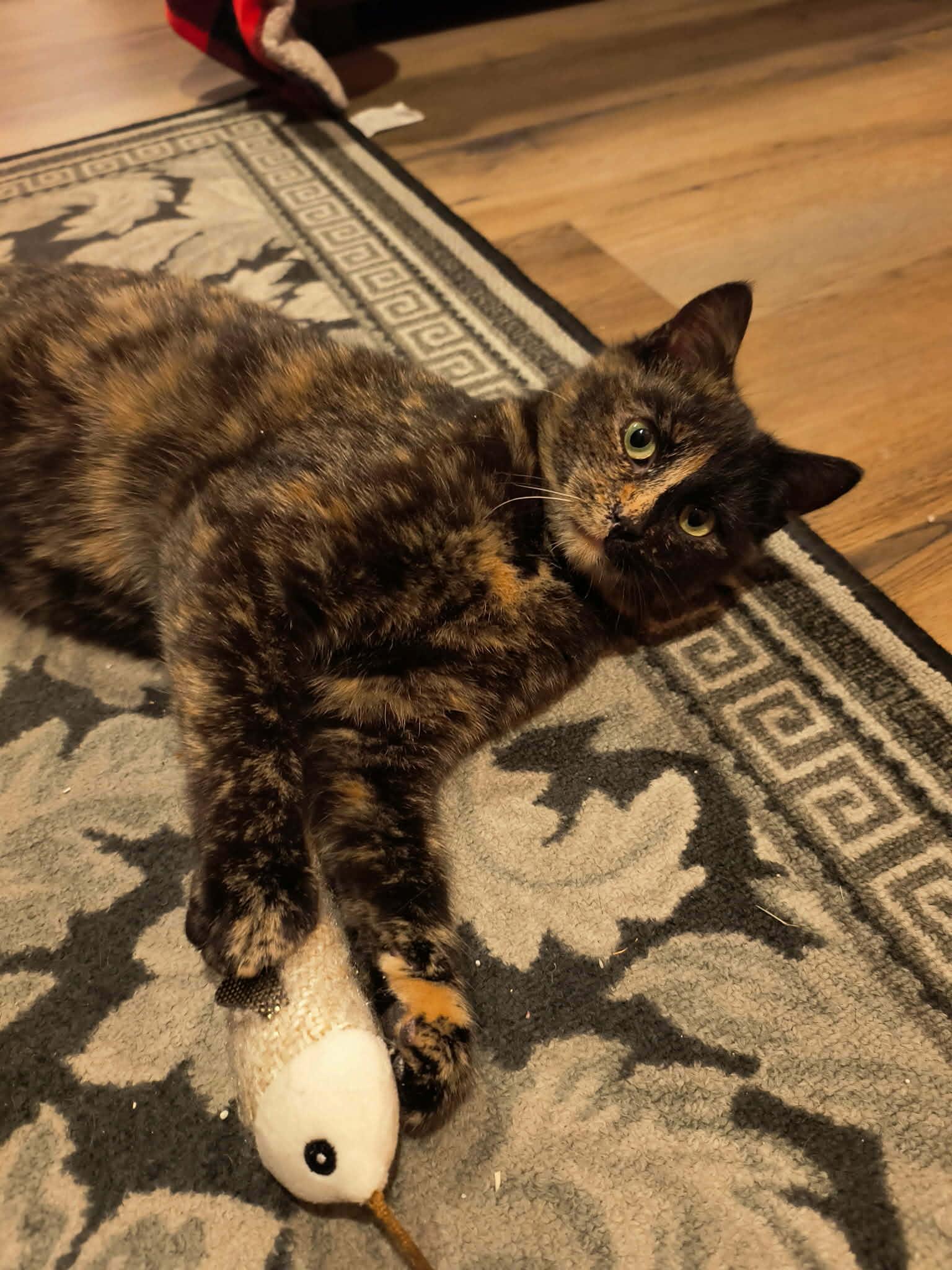 Enlarge Aunt Selma, a ADOPTABLE Domestic Short Hair in Shakespeare, ON image 3/6