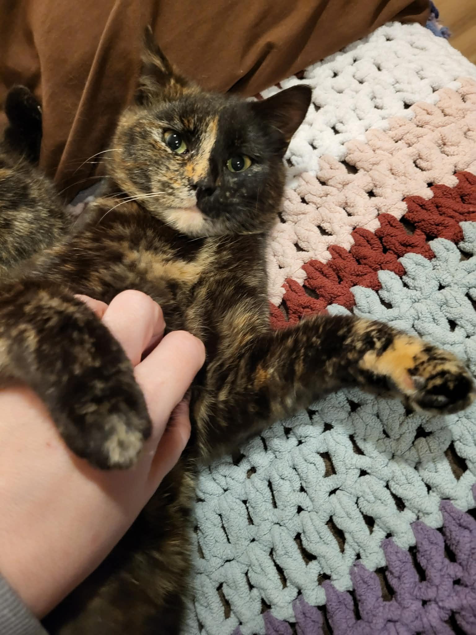 Enlarge Aunt Selma, a ADOPTABLE Domestic Short Hair in Shakespeare, ON image 5/6