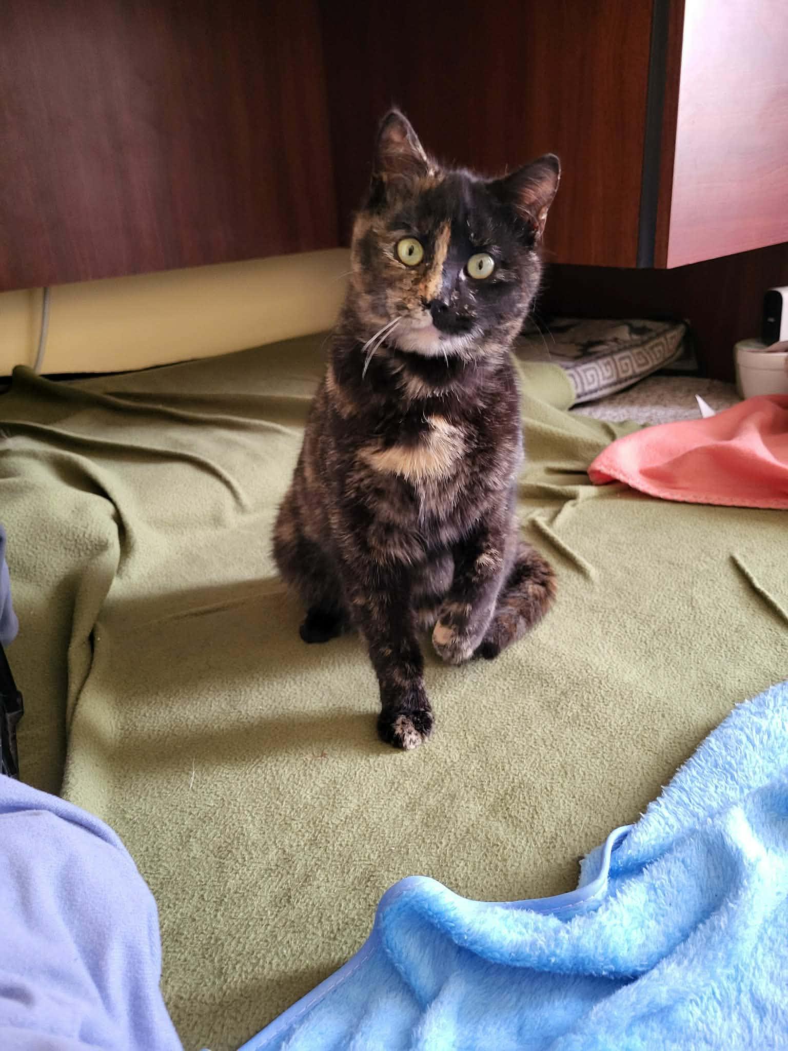 Enlarge Aunt Selma, a ADOPTABLE Domestic Short Hair in Shakespeare, ON image 1/6