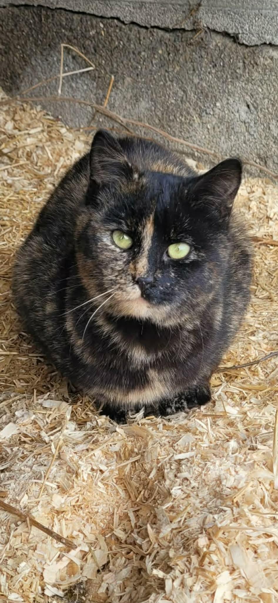Enlarge Aunt Selma, a ADOPTABLE Domestic Short Hair in Shakespeare, ON image 4/6