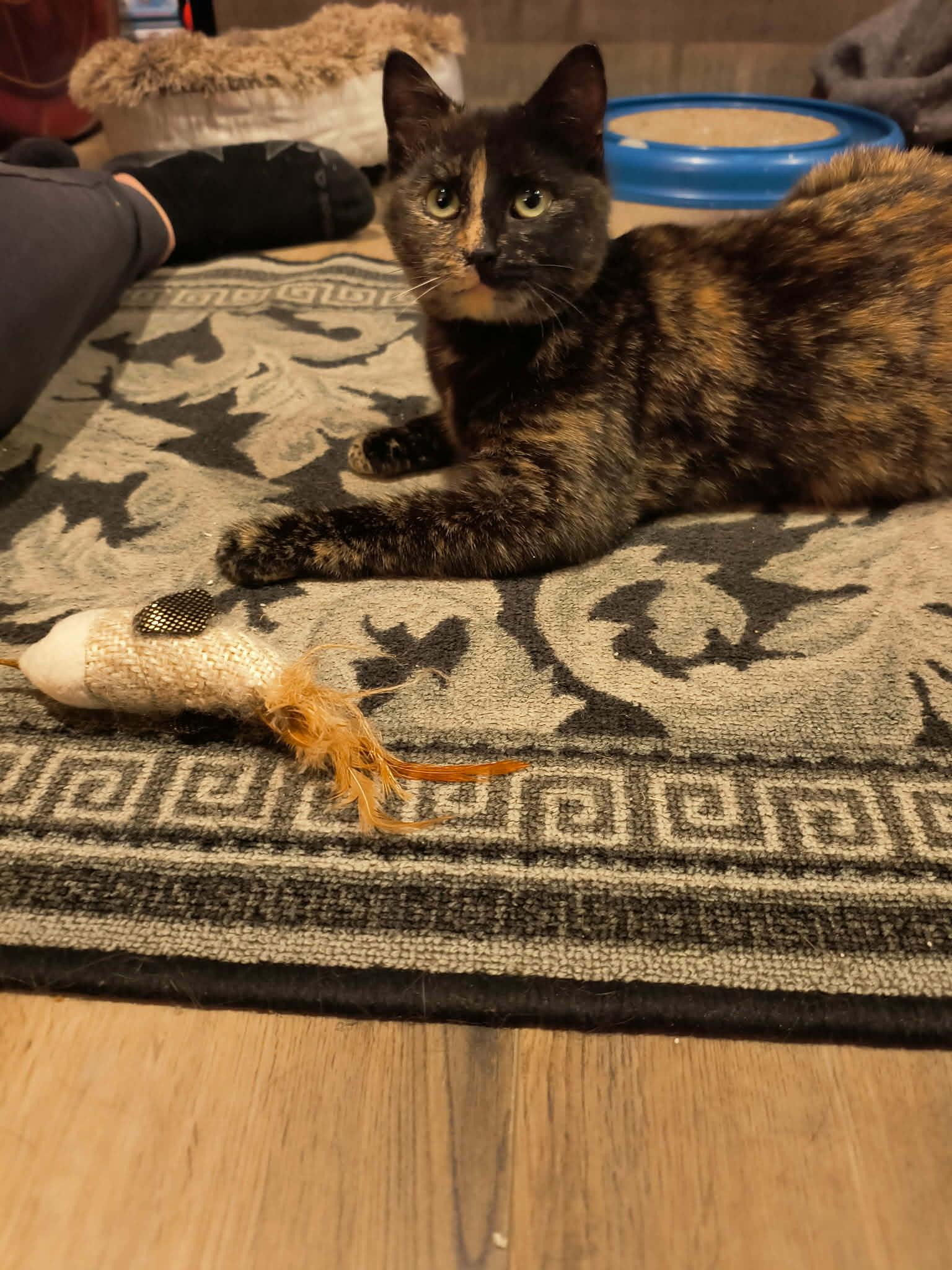 Enlarge Aunt Selma, a ADOPTABLE Domestic Short Hair in Shakespeare, ON image 2/6