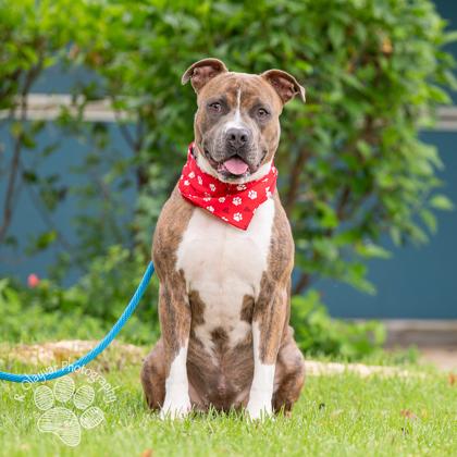 Hoku, Adoptable, Adult Female Mixed Breed & Mixed Breed.