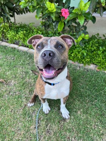 Hoku, Adoptable, Adult Female Mixed Breed & Mixed Breed.