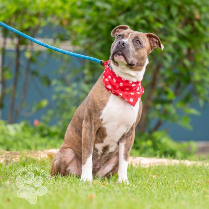 Hoku, a Adoptable mixed breed in Honolulu, HI image 2/3
