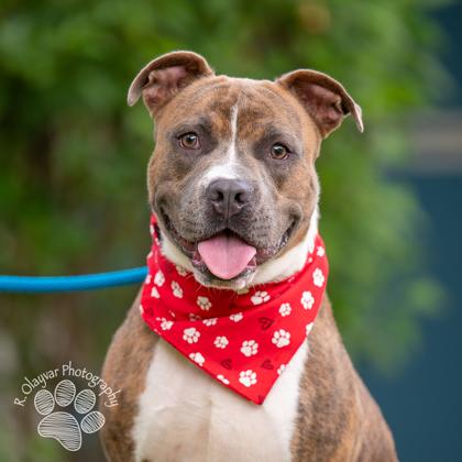 Hoku, a Adoptable mixed breed in Honolulu, HI image 3/3