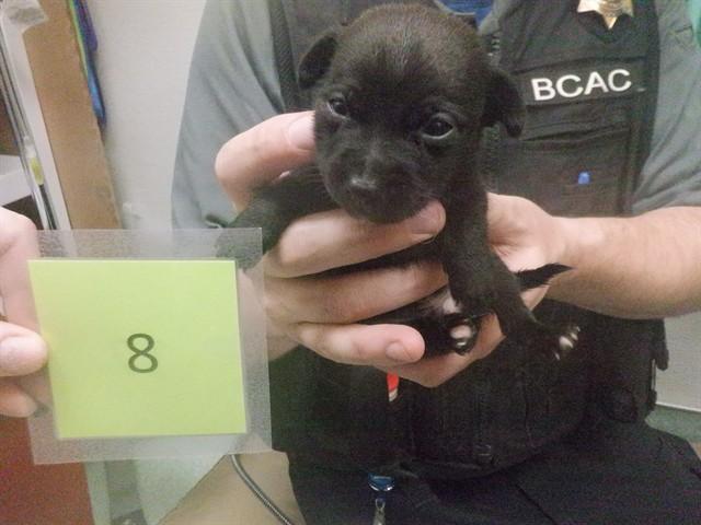 MONTEREY, Adoptable, Puppy Male Australian Kelpie & Mixed Breed.