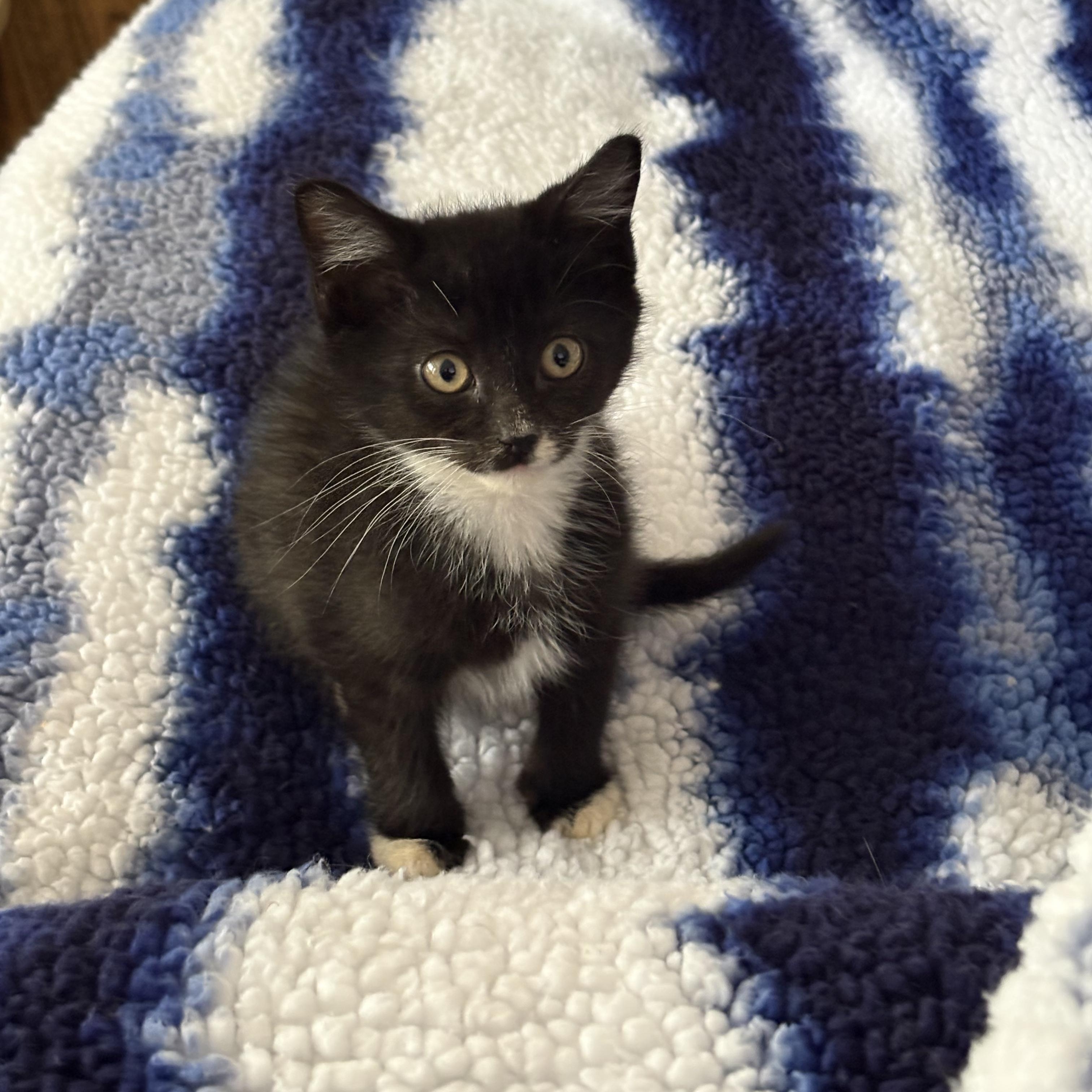 Aladdin, a Adoptable mixed breed in Moriches, NY image 2/4