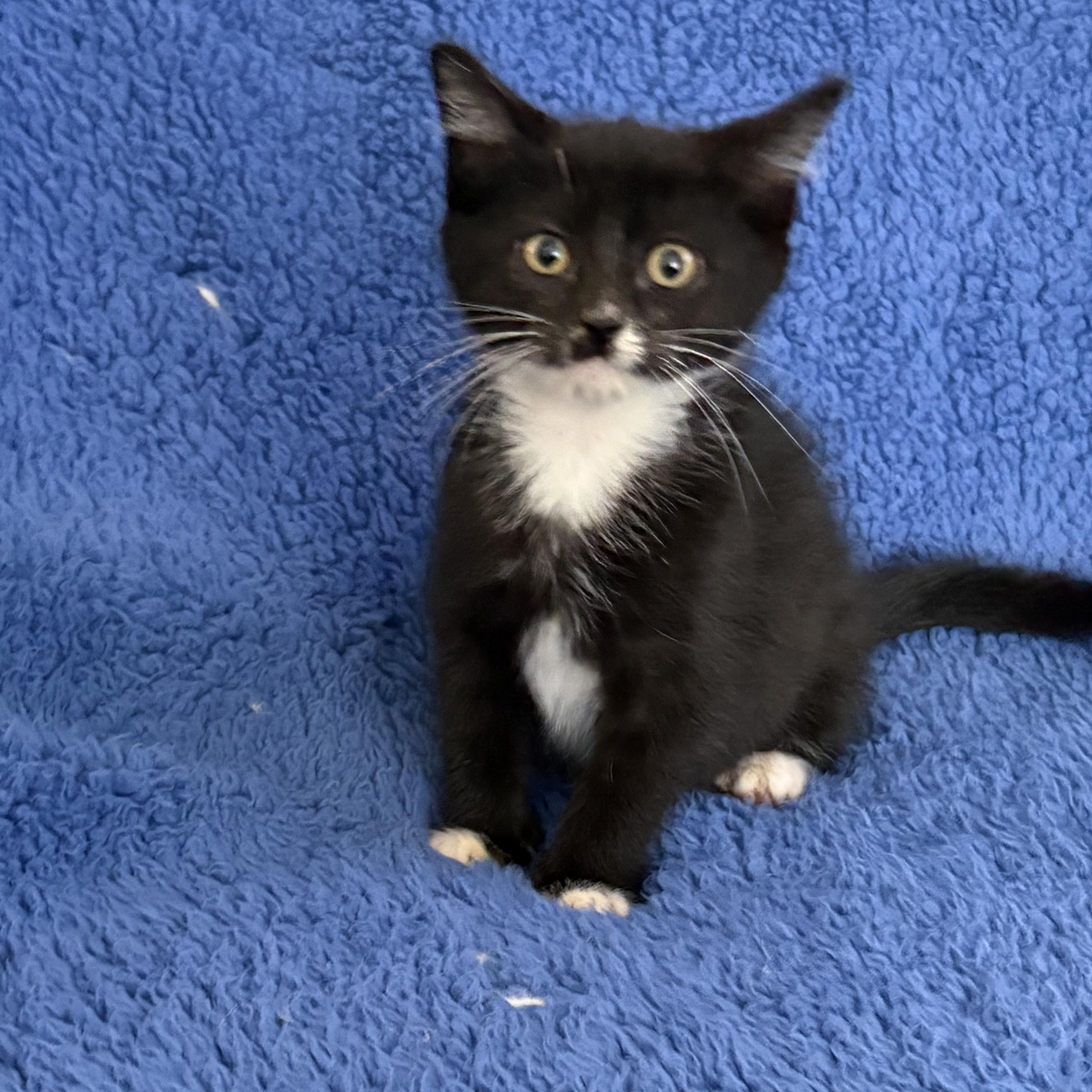 Aladdin, a Adoptable mixed breed in Moriches, NY image 4/4