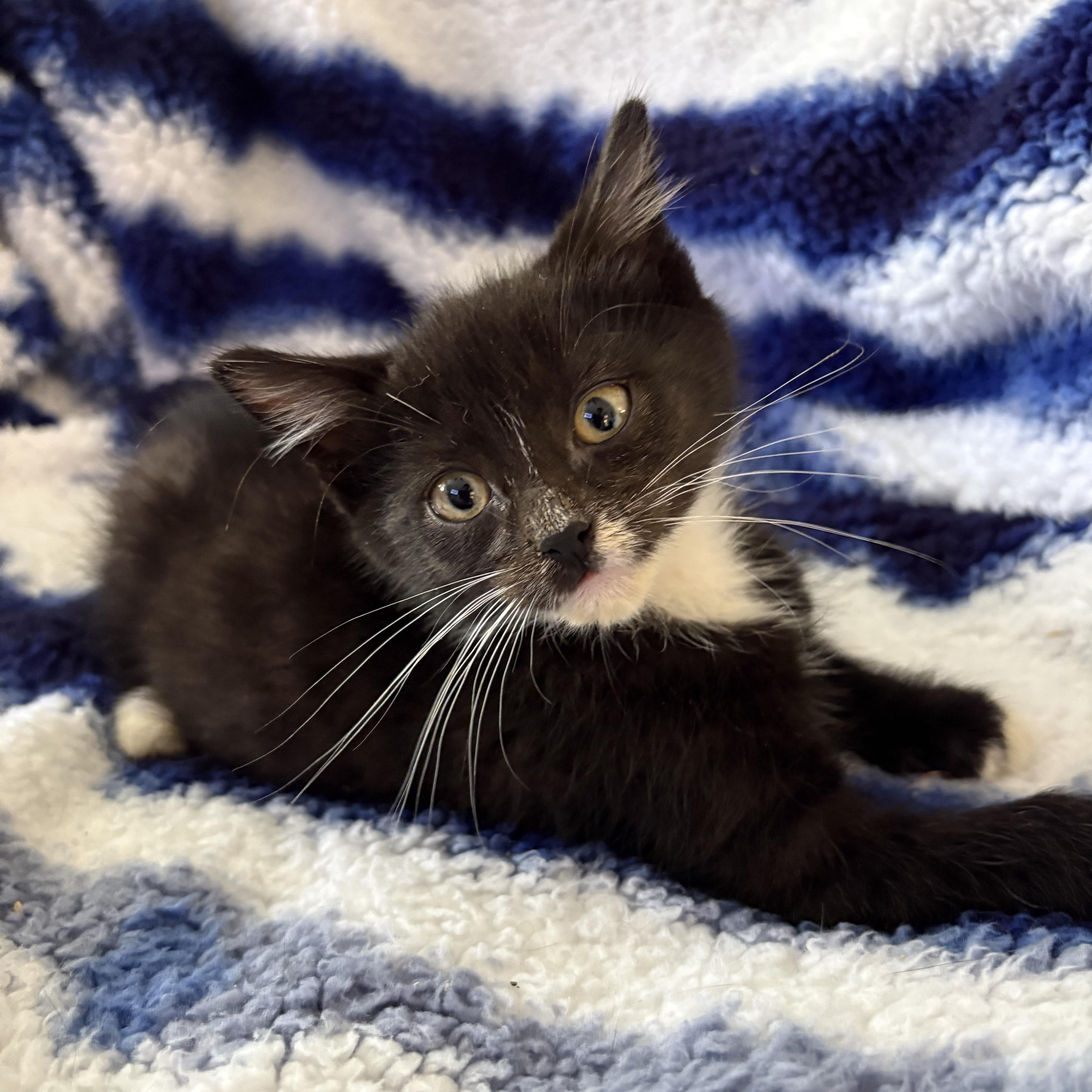 Aladdin, Adoptable, Kitten Male Domestic Short Hair & Tuxedo.