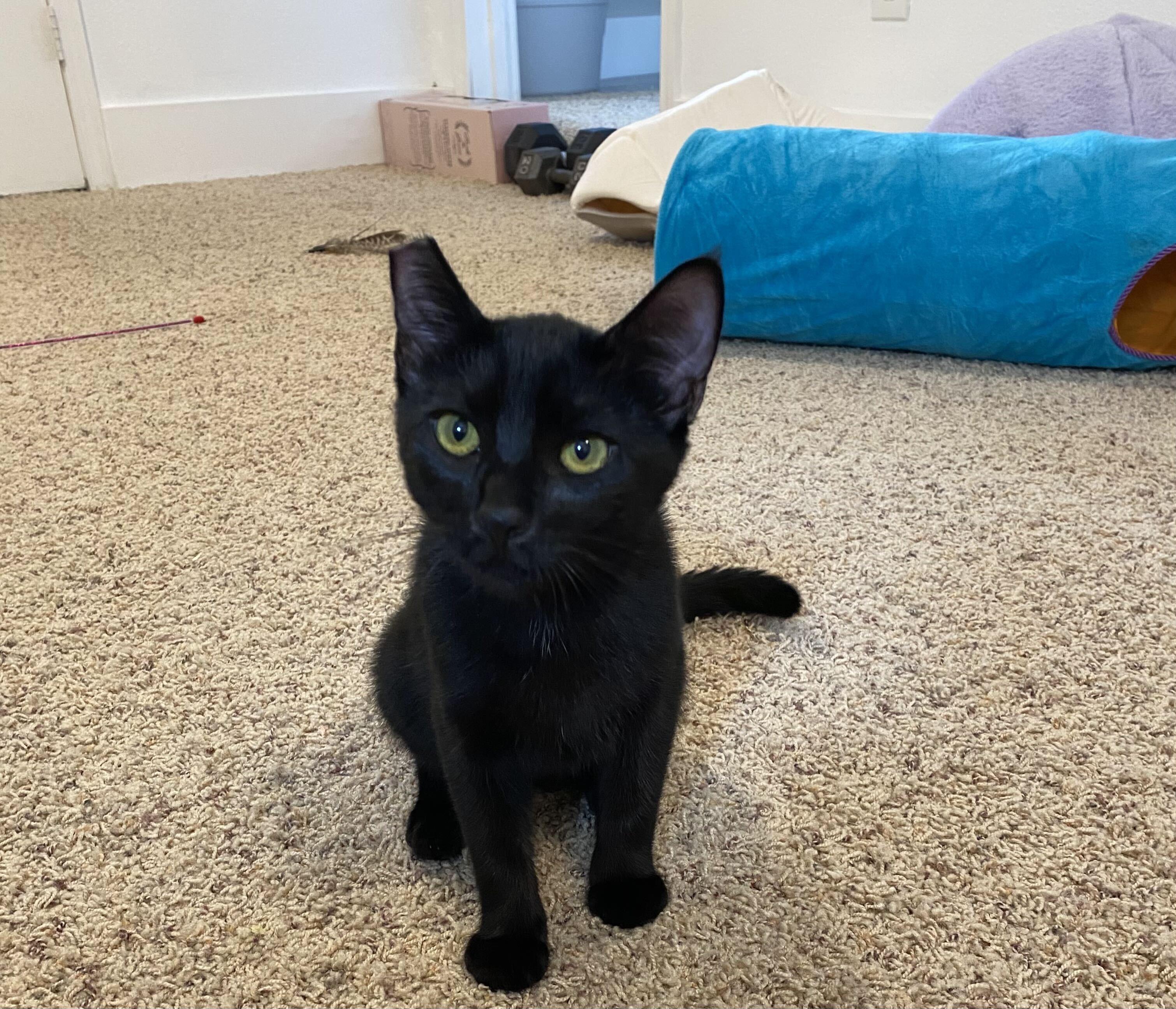 Enlarge Maple and Raisin, a ADOPTABLE Domestic Long Hair in Seattle, WA image 3/5