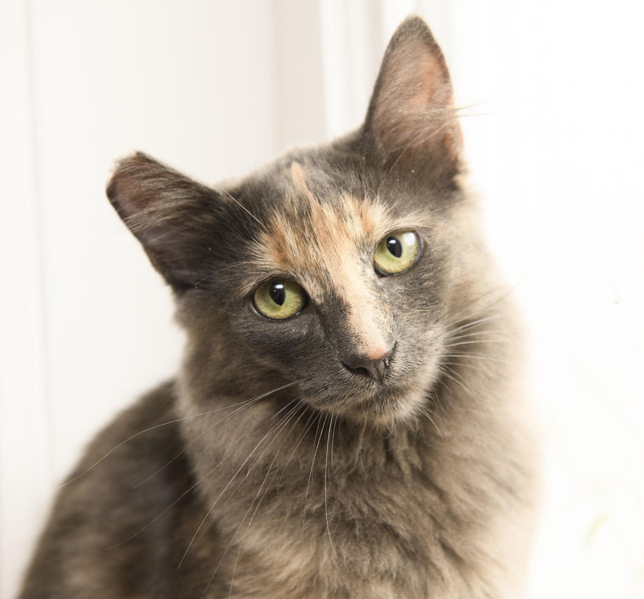 Enlarge Maple and Raisin, a ADOPTABLE Domestic Long Hair in Seattle, WA image 5/5