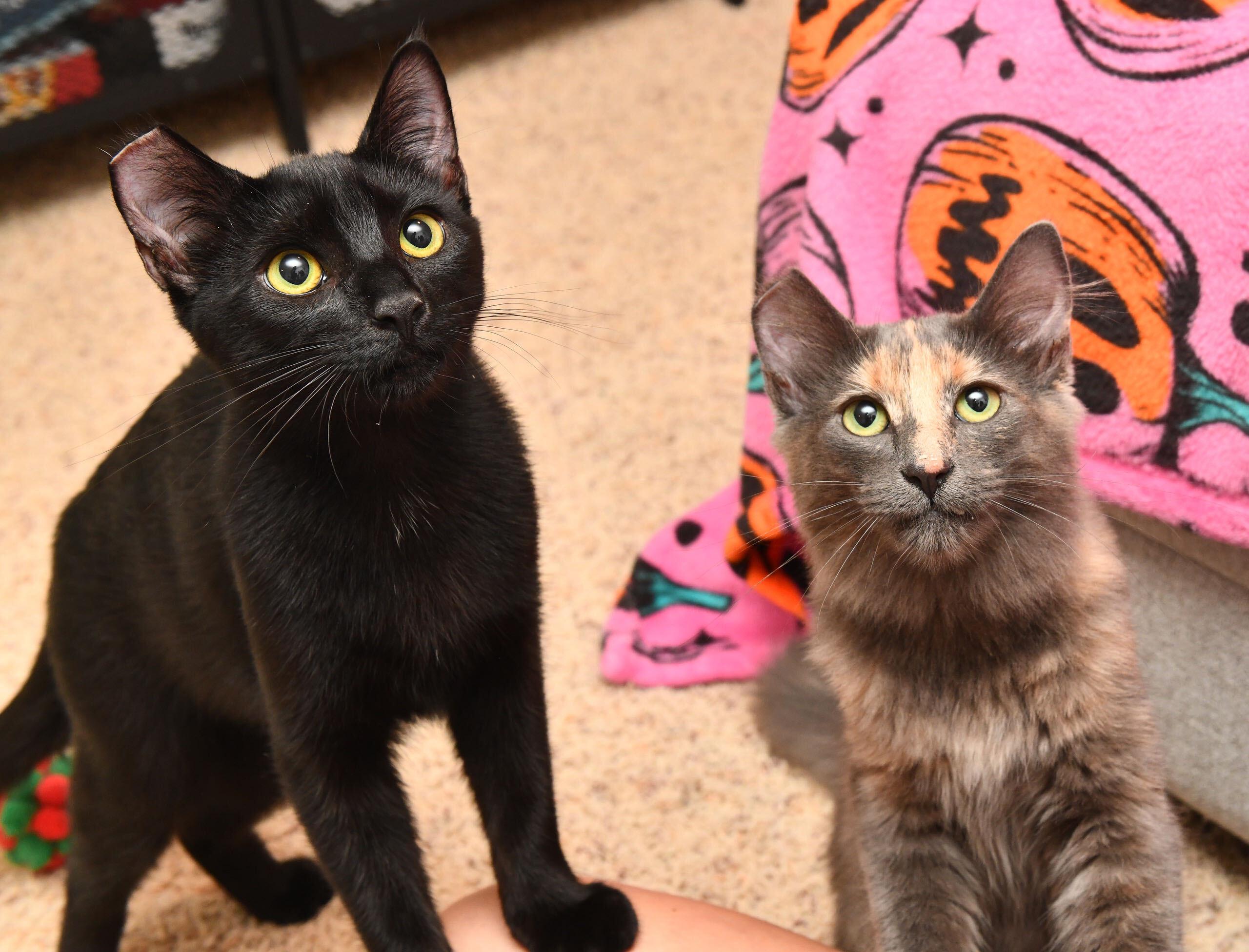 Maple and Raisin, ADOPTABLE, Kitten Female Domestic Long Hair.