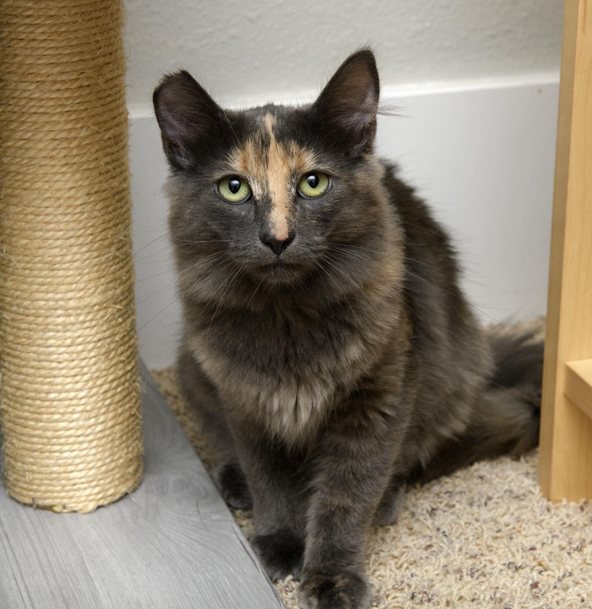 Enlarge Maple and Raisin, a ADOPTABLE Domestic Long Hair in Seattle, WA image 4/5