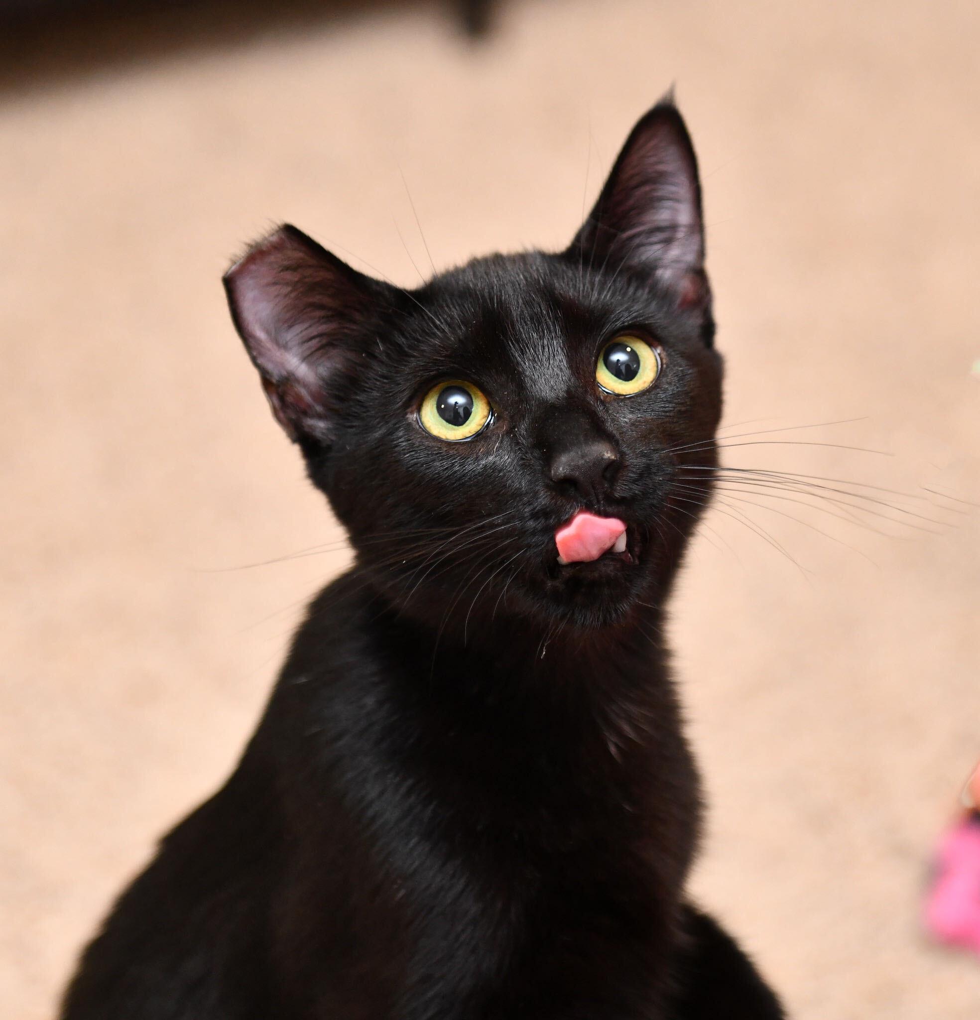 Enlarge Maple and Raisin, a ADOPTABLE Domestic Long Hair in Seattle, WA image 2/5