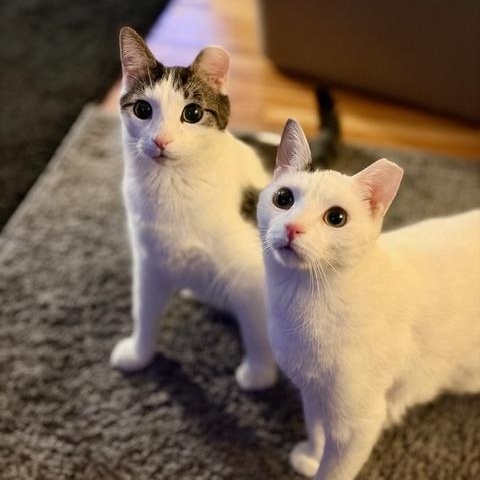 Enlarge Charlie (and Pearl), a Adoptable Tabby in Minneapolis, MN image 6/6