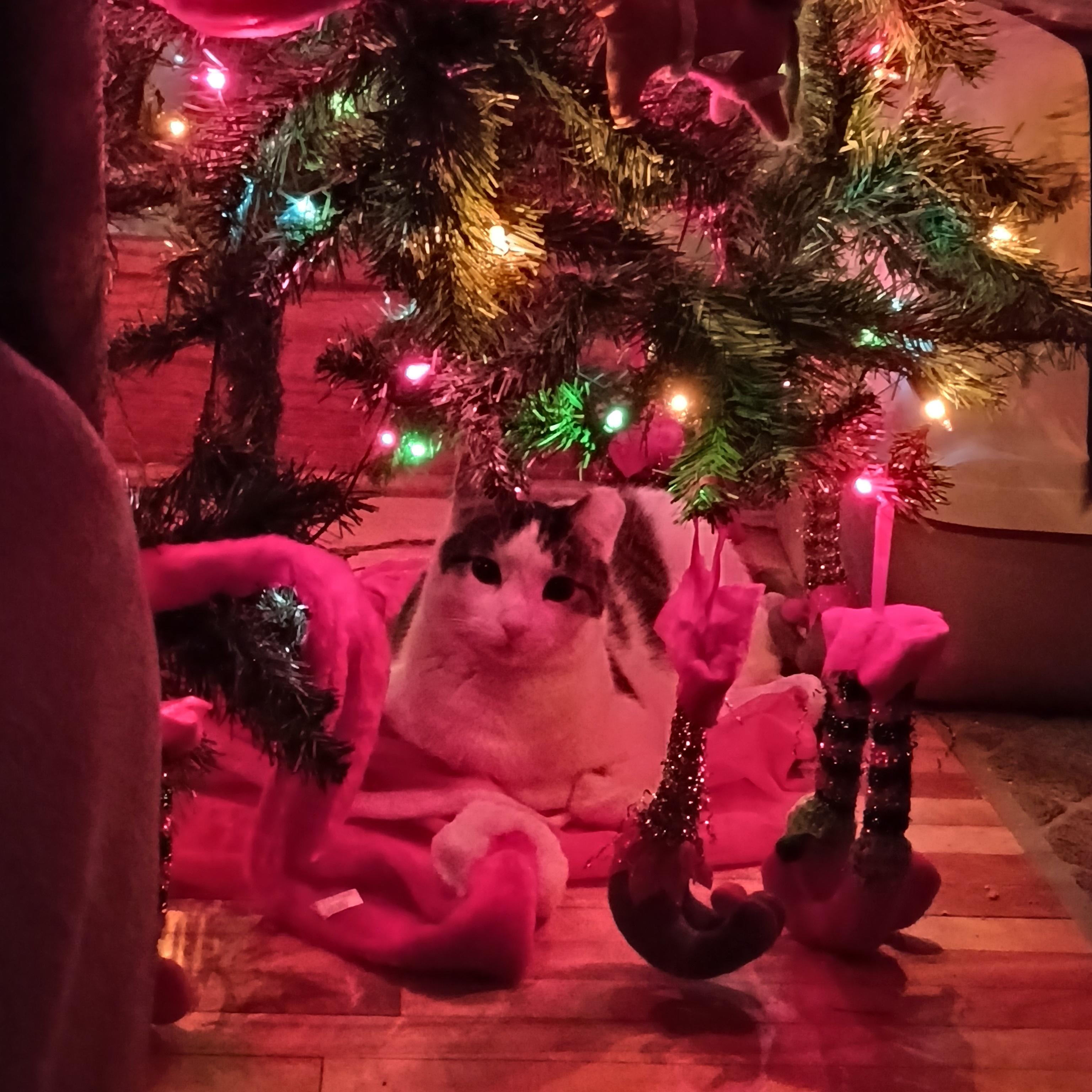 Enlarge Charlie (and Pearl), a Adoptable Tabby in Minneapolis, MN image 2/6