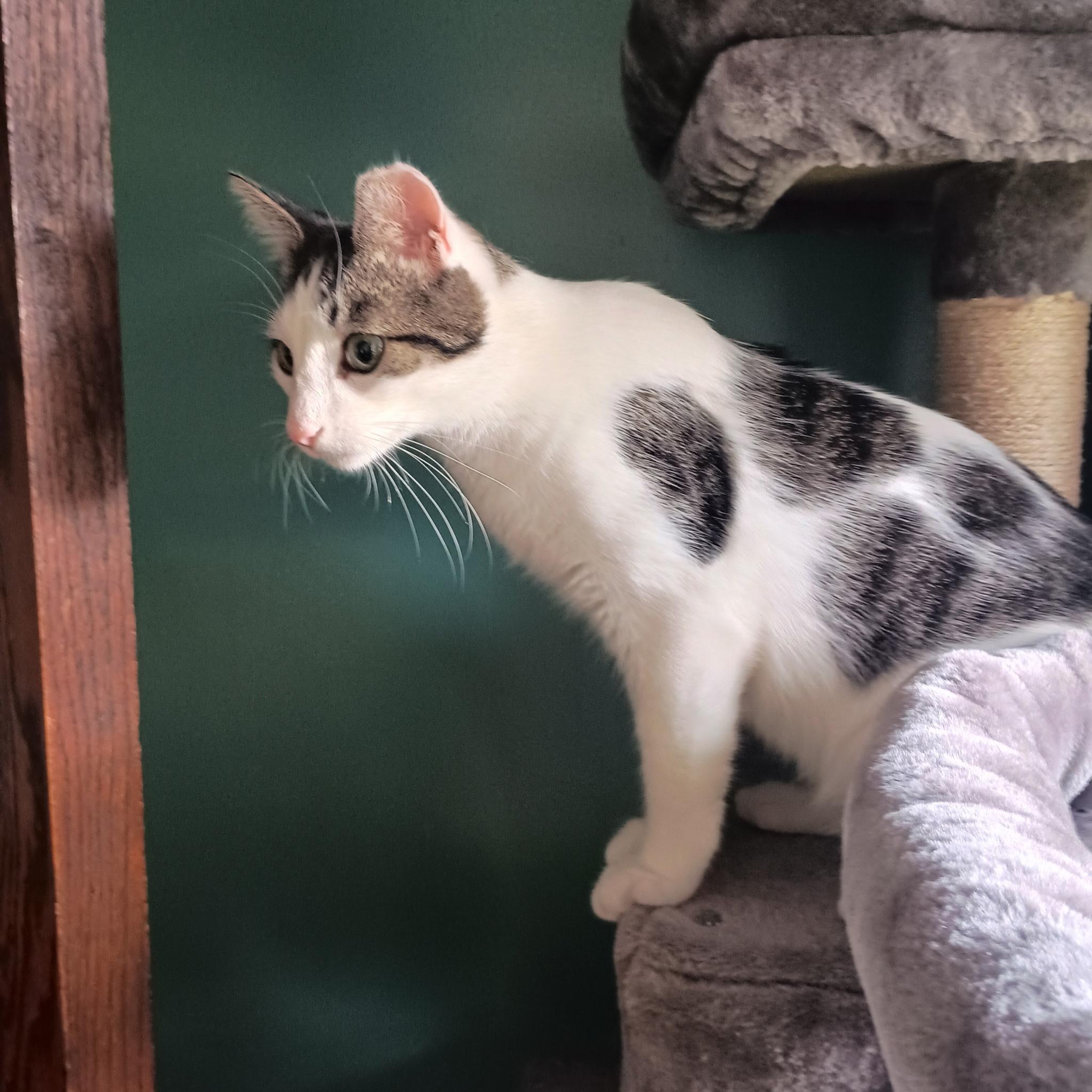 Enlarge Charlie (and Pearl), a Adoptable Tabby in Minneapolis, MN image 3/6