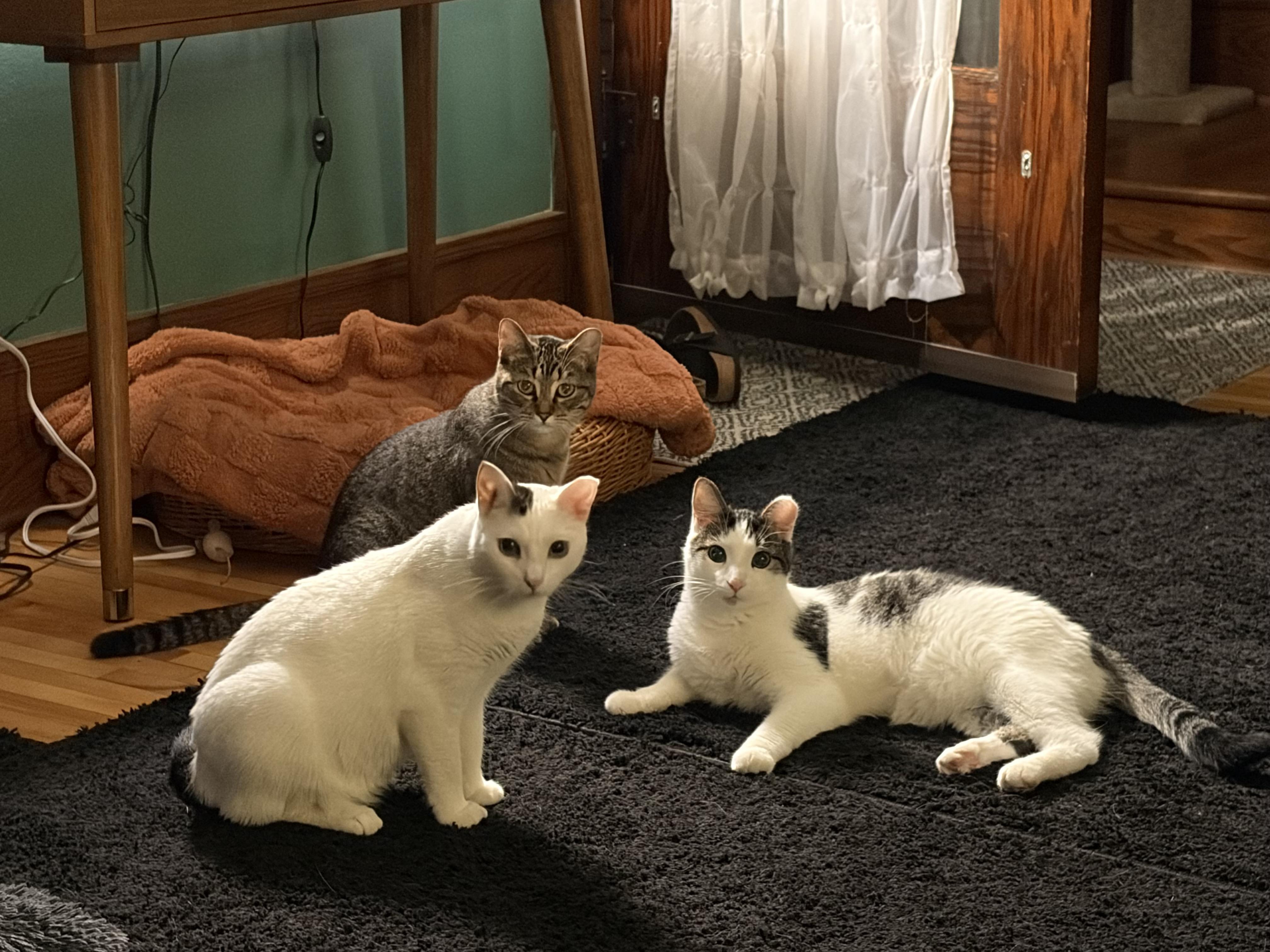 Enlarge Charlie (and Pearl), a Adoptable Tabby in Minneapolis, MN image 4/6