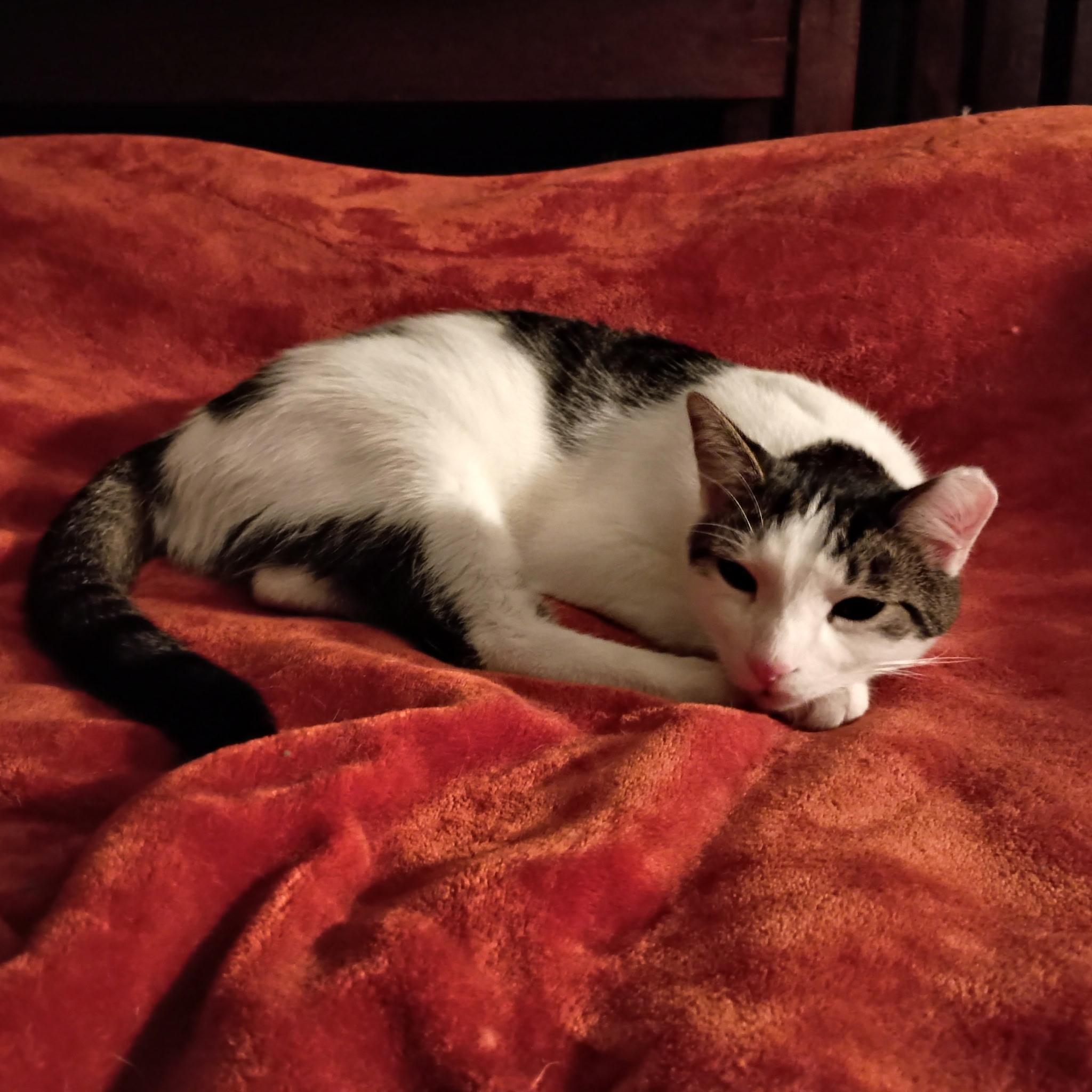 Enlarge Charlie (and Pearl), a Adoptable Tabby in Minneapolis, MN image 5/6