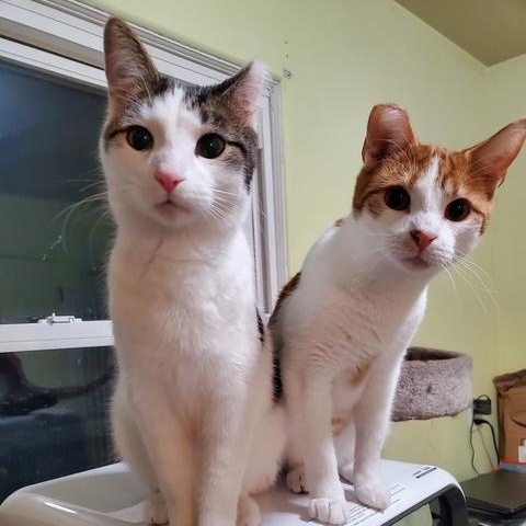 Enlarge Charlie (and Pearl), a Adoptable Tabby in Minneapolis, MN image 6/6