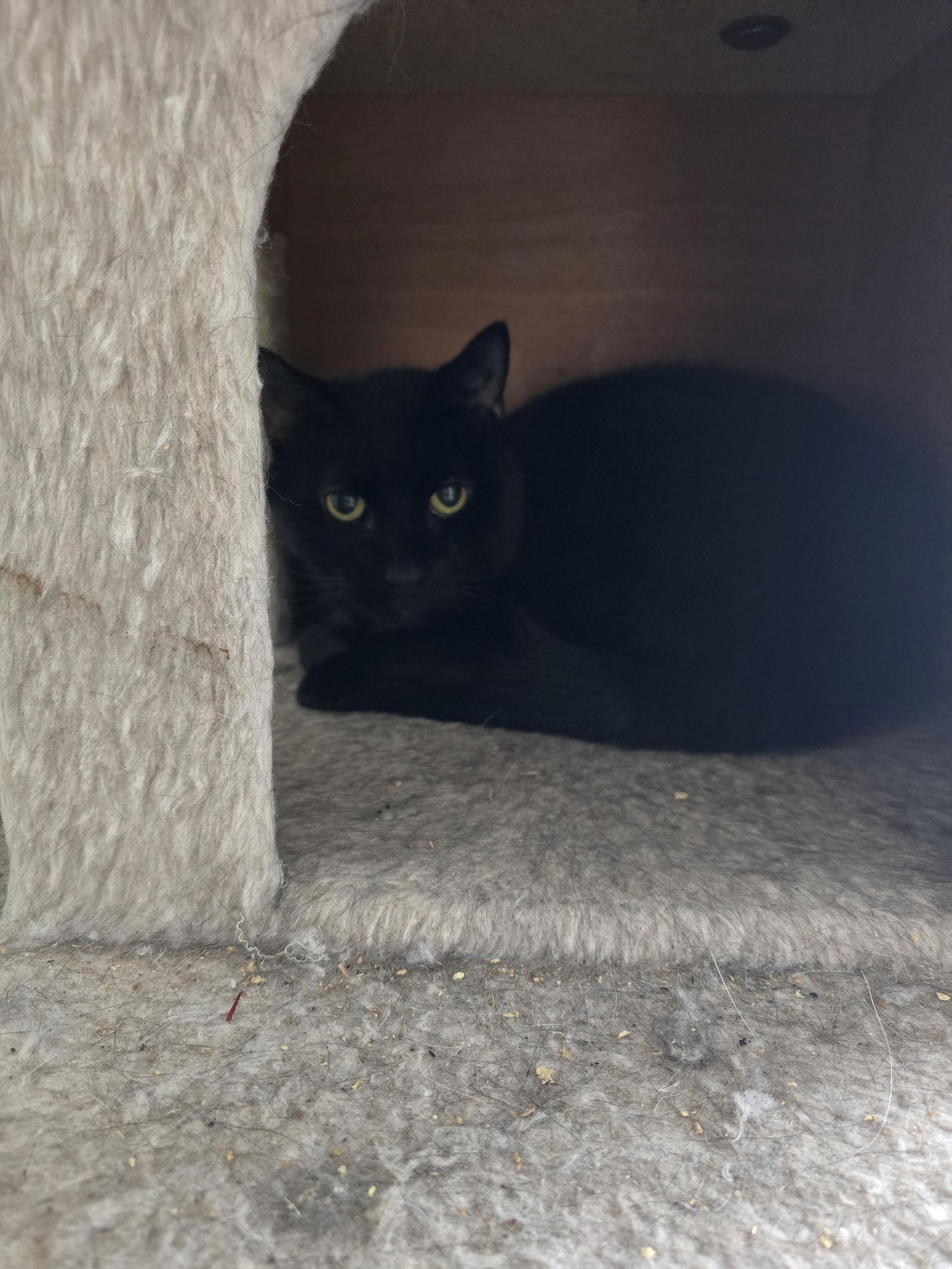 Enlarge Smokey, a Adoptable Domestic Short Hair in Naugatuck, CT image 1/3