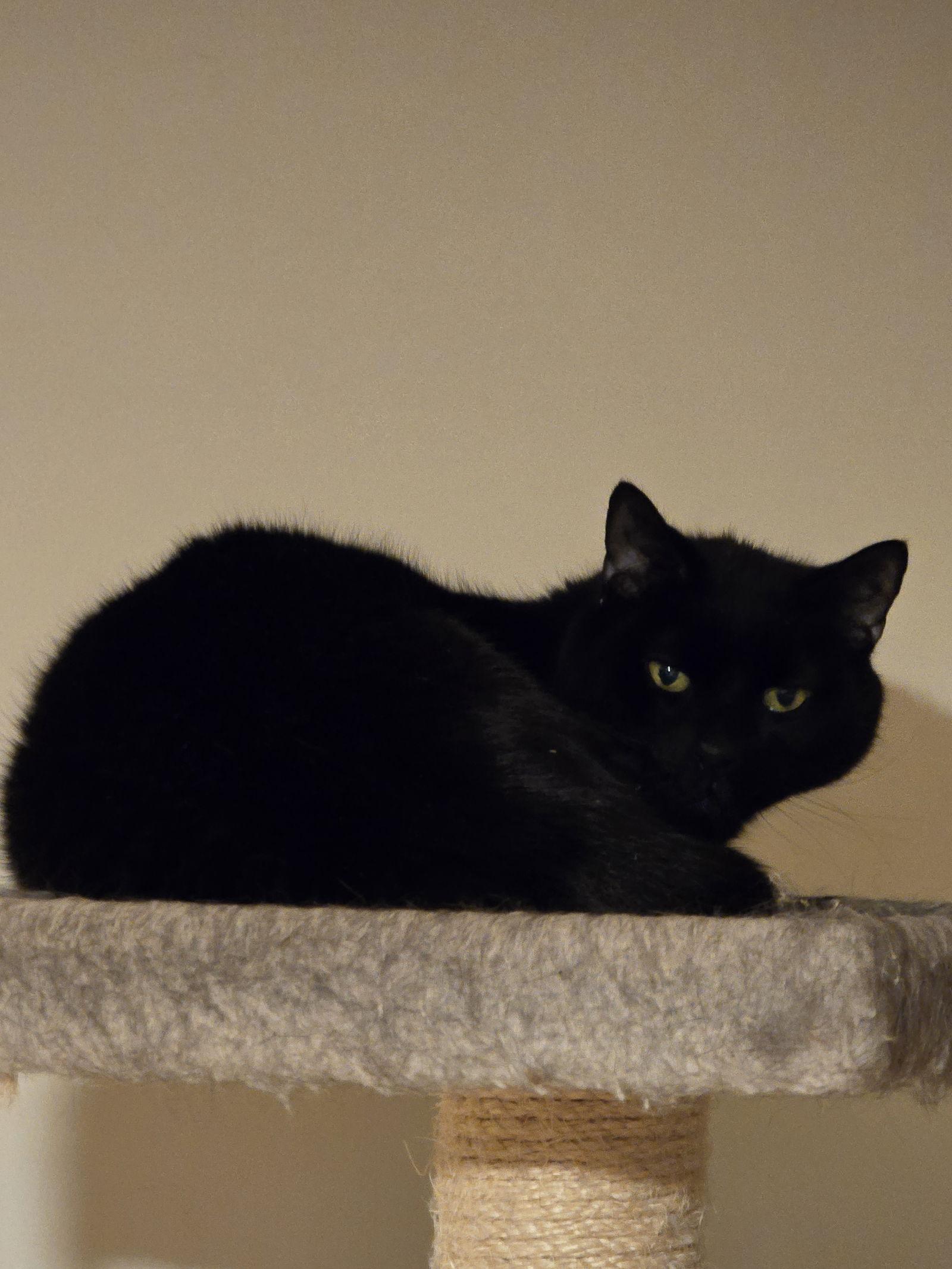 Enlarge Smokey, a Adoptable Domestic Short Hair in Naugatuck, CT image 2/3