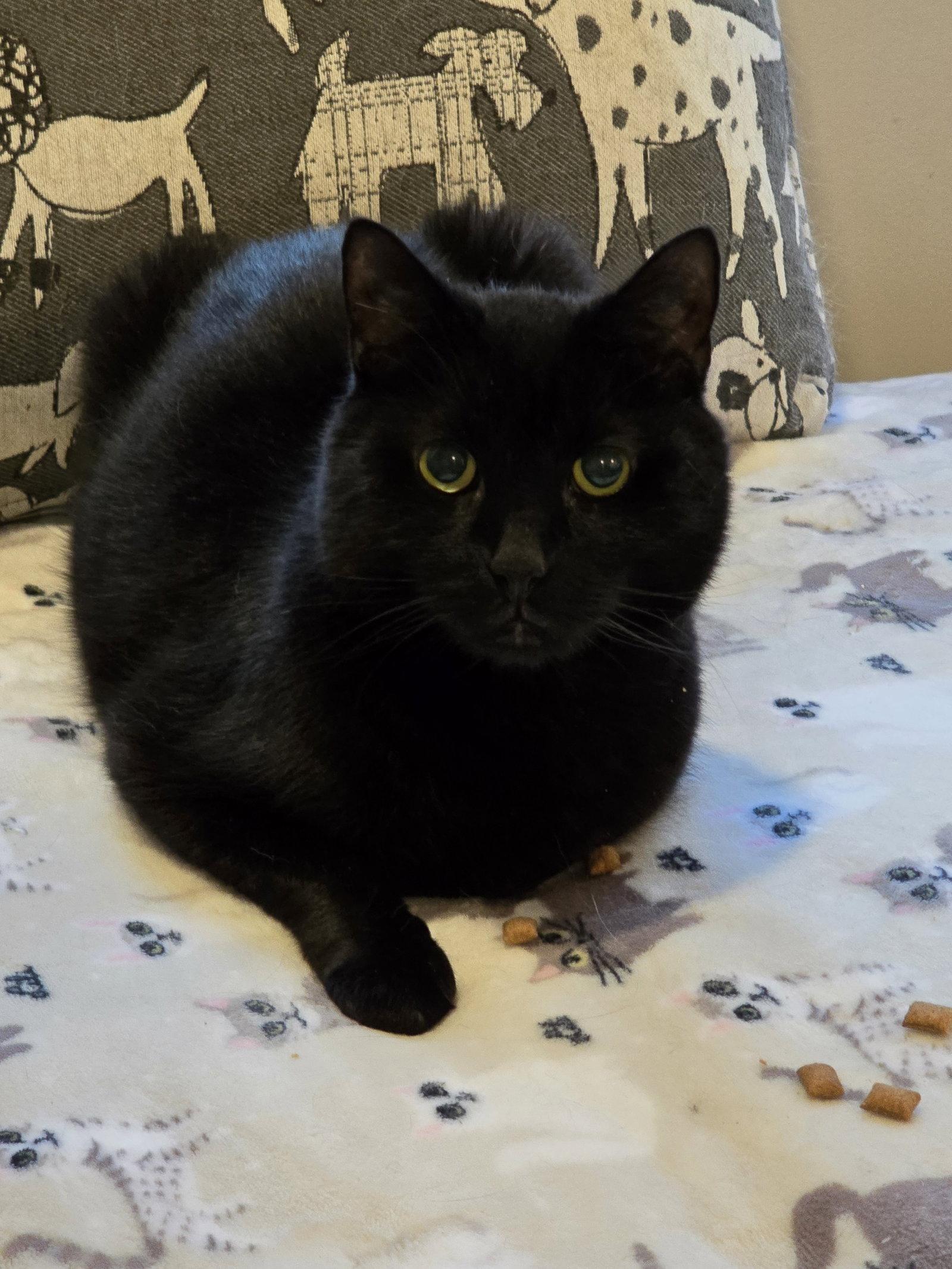 Smokey, a Adoptable Domestic Short Hair in Naugatuck, CT image 2/3