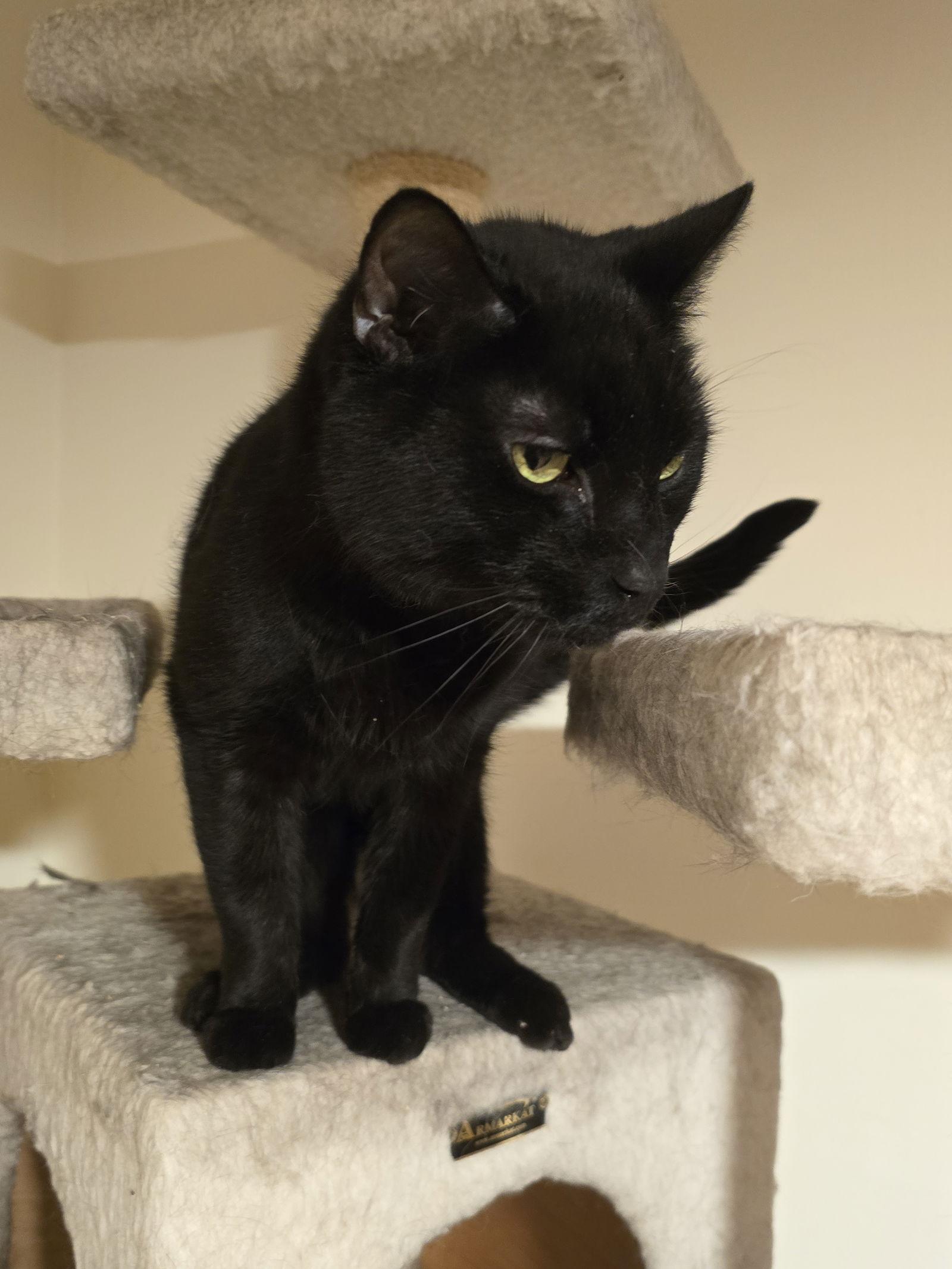 Enlarge Smokey, a Adoptable Domestic Short Hair in Naugatuck, CT image 3/3