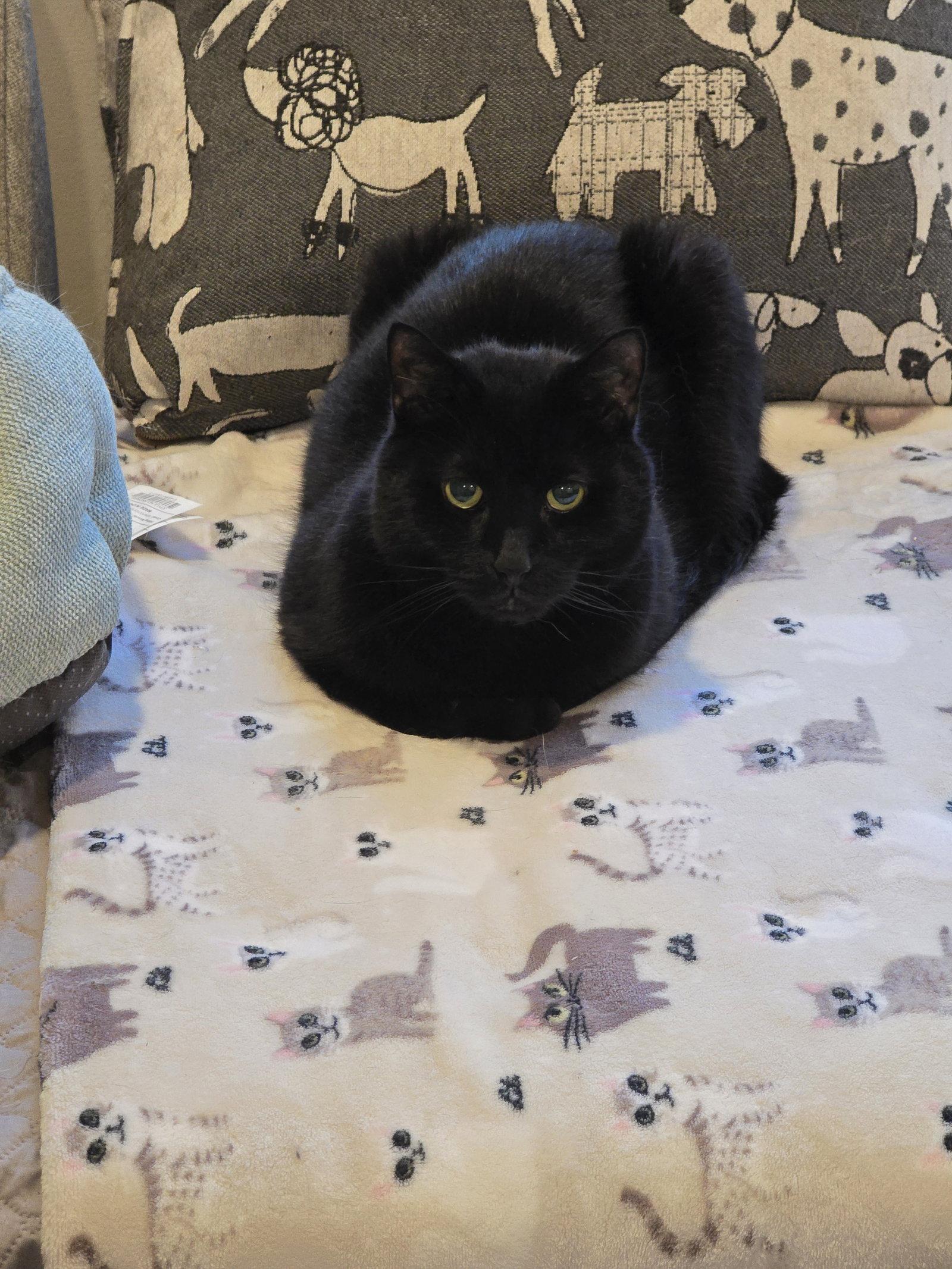 Smokey, a Adoptable Domestic Short Hair in Naugatuck, CT image 3/3