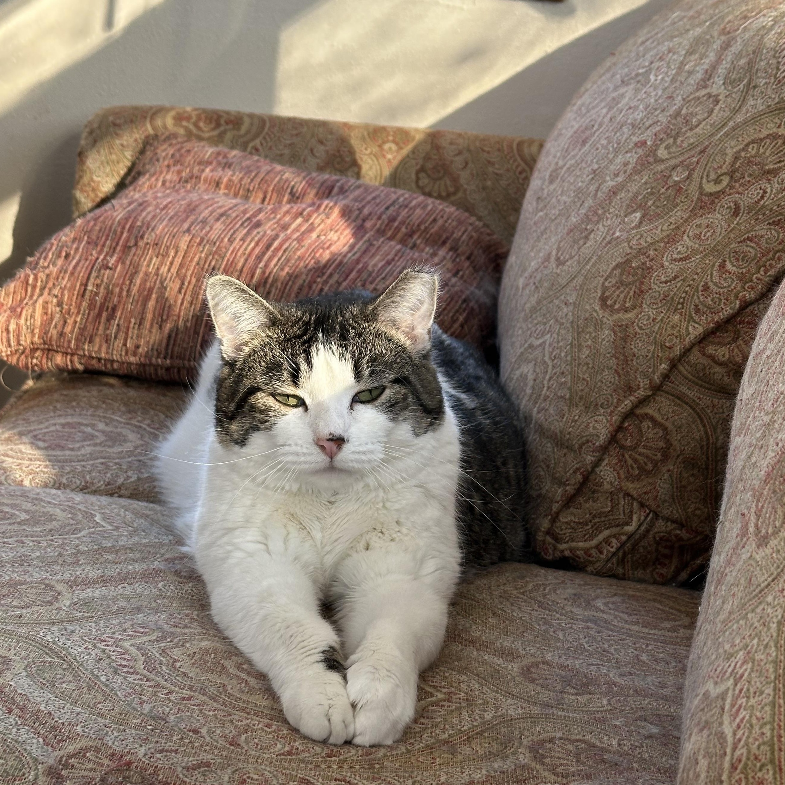 Enlarge Kitta Kitta, a Adoptable American Shorthair in Belvidere, IL image 3/6