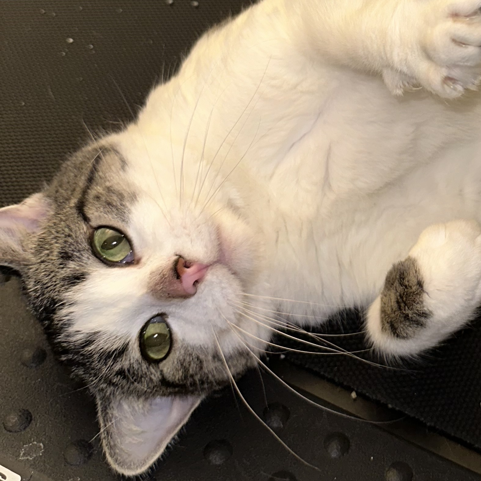 Enlarge Kitta Kitta, a Adoptable American Shorthair in Belvidere, IL image 1/6