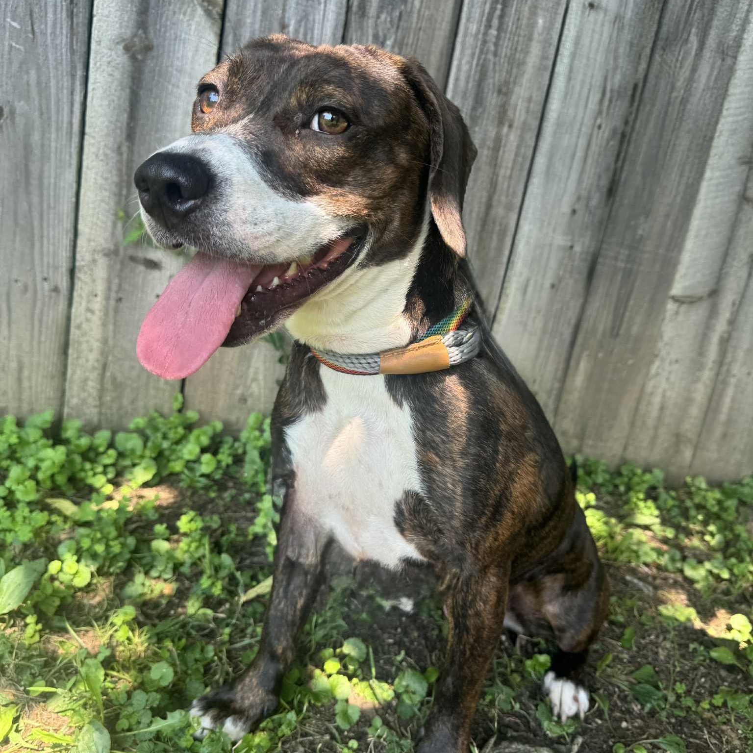 Gretchen, a Adoptable mixed breed in Martinsville, IN image 4/4