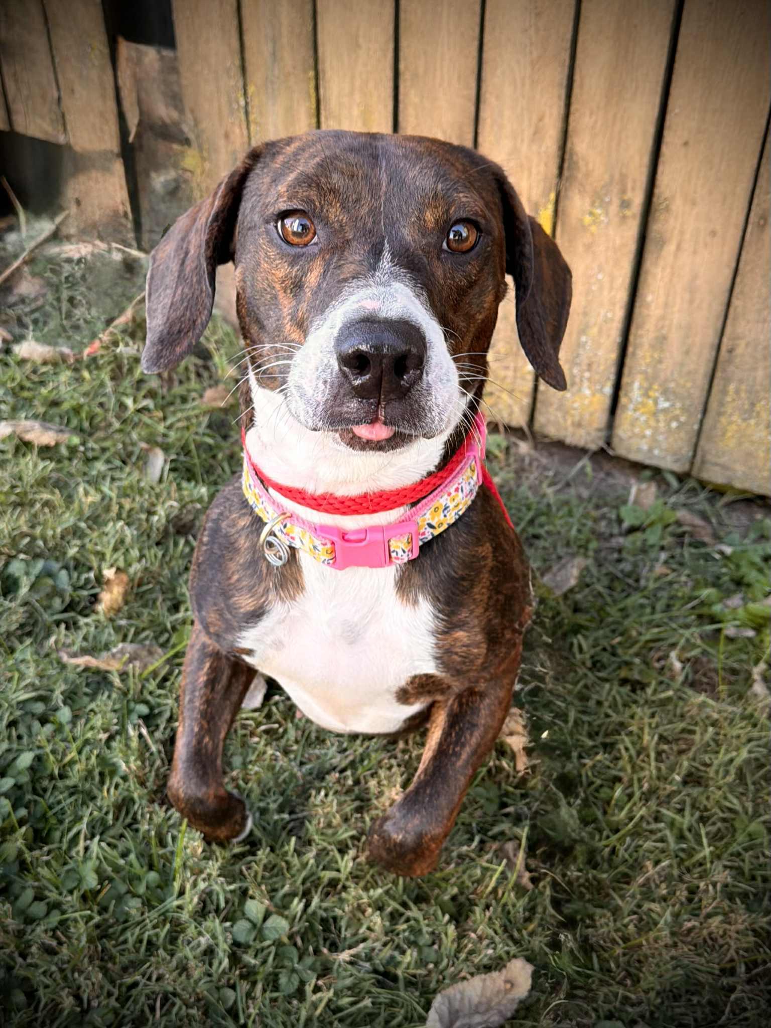 Gretchen, a Adoptable mixed breed in Martinsville, IN image 3/4