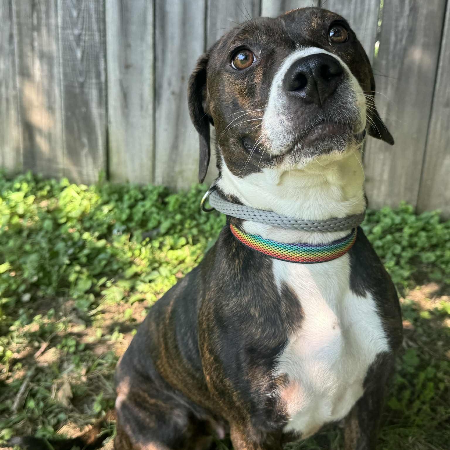 Gretchen, a Adoptable mixed breed in Martinsville, IN image 2/4