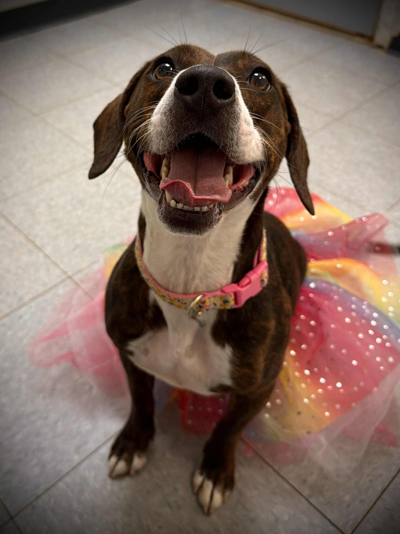 Gretchen, a Adoptable mixed breed in Martinsville, IN image 1/4