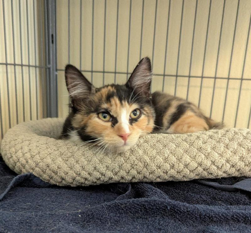 Caleah, Adopted, Young Female Calico & Domestic Medium Hair.
